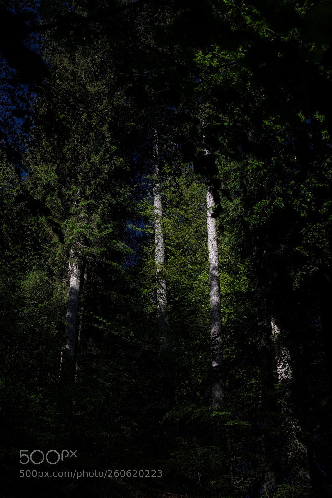 Nikon D750 sample photo. Forest43 photography