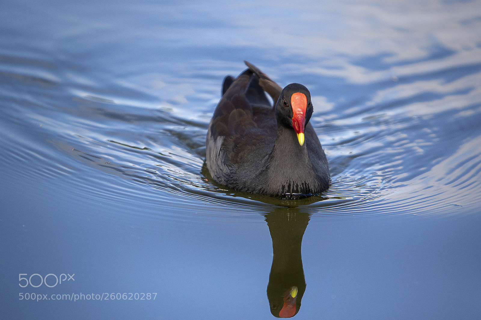 Canon EOS 7D Mark II sample photo. Swimming bird - 2 photography