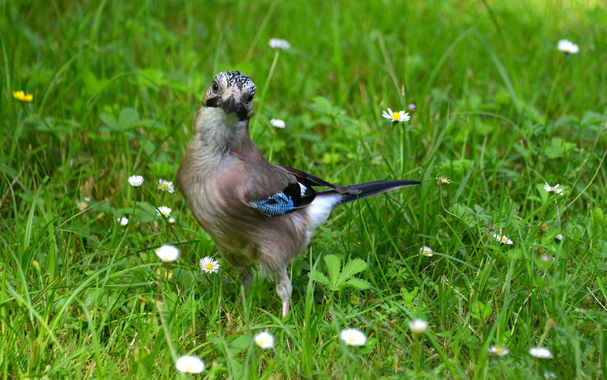 Nikon D800 sample photo. Geai  la pose !!! photography