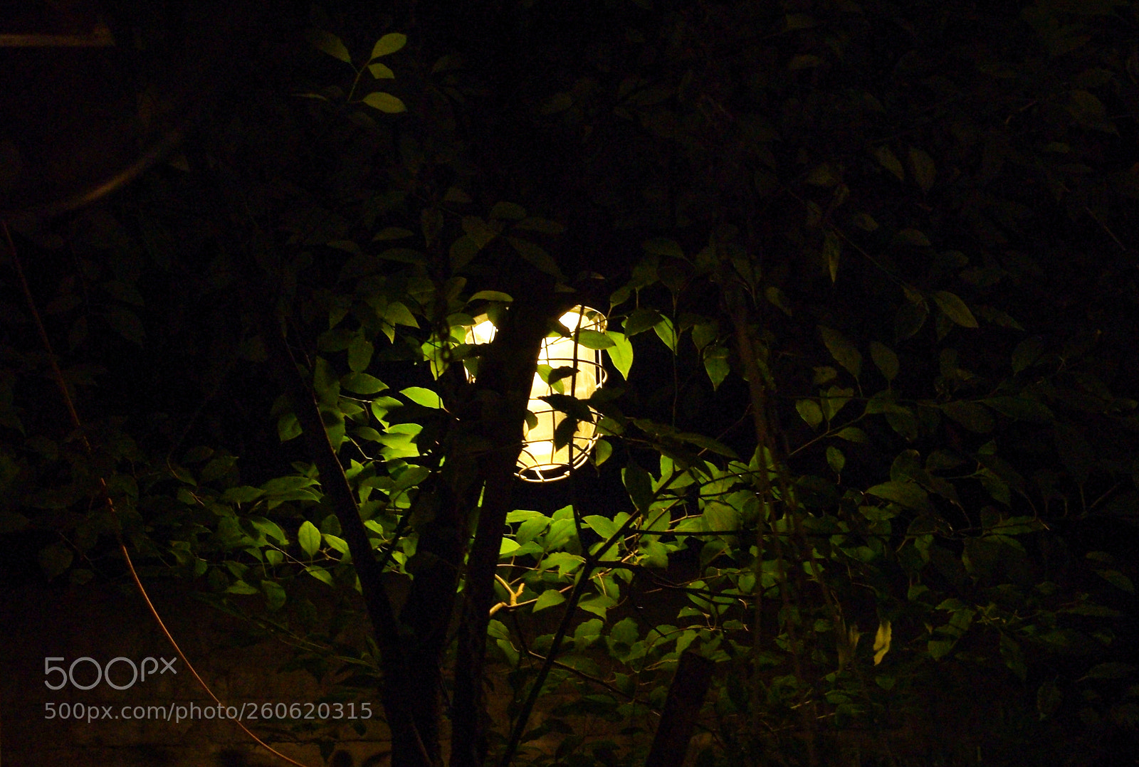 Pentax K200D sample photo. Night leaves. photography