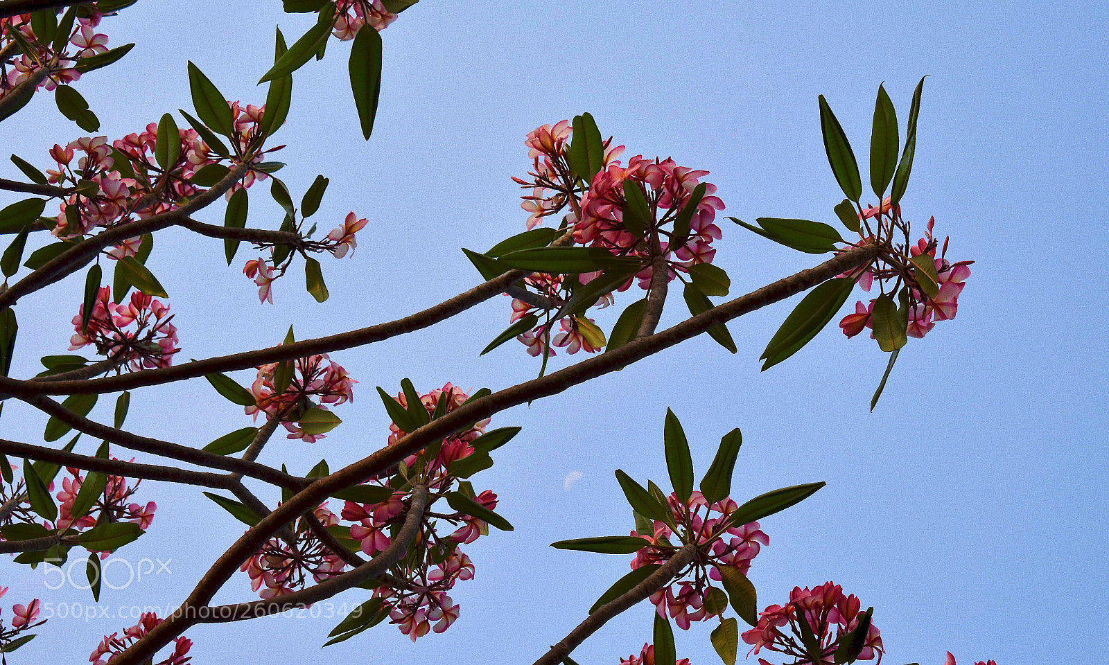 Nikon D3400 sample photo. Springtime bloom photography