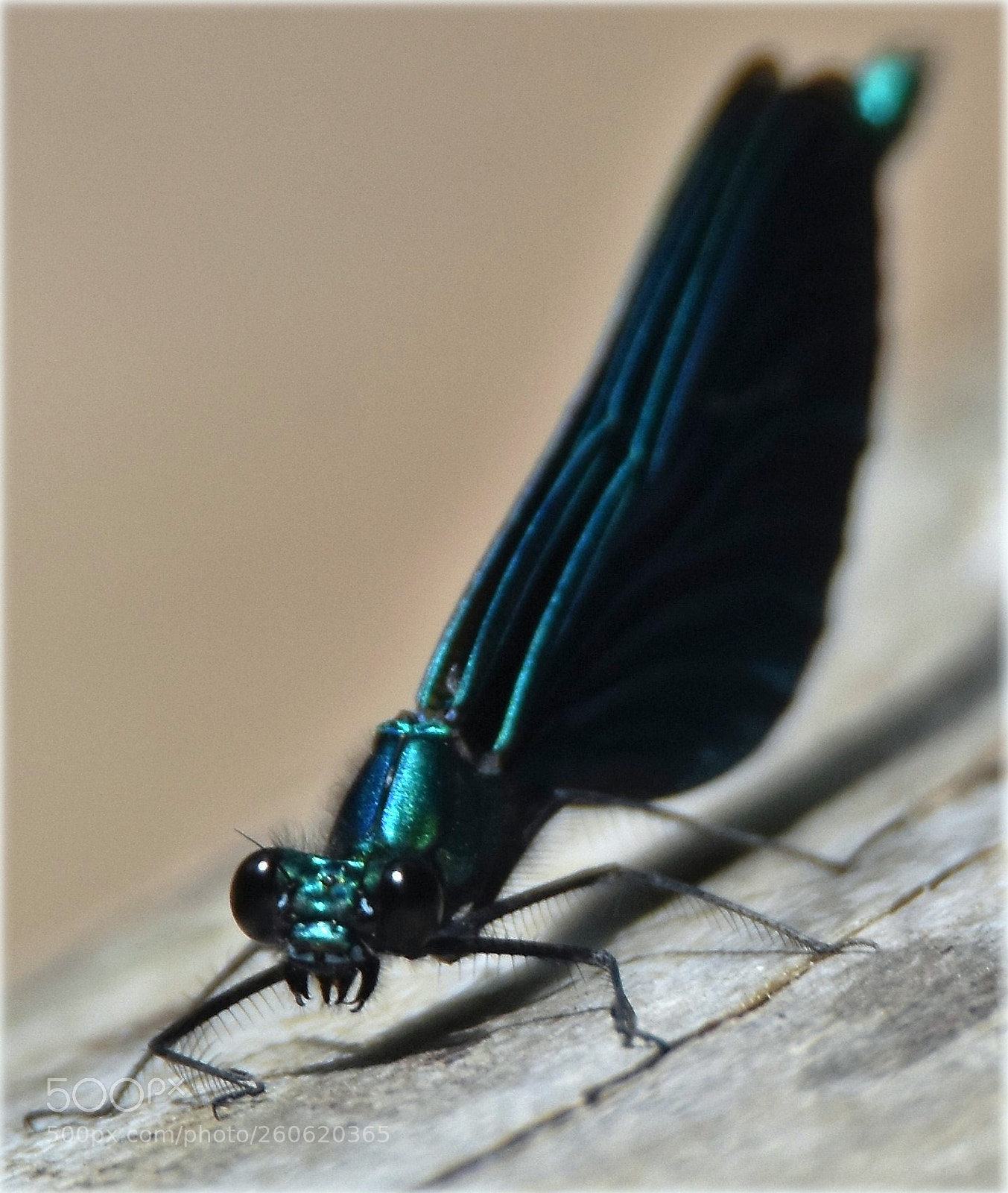 Nikon D7200 sample photo. "i eat you.." photography