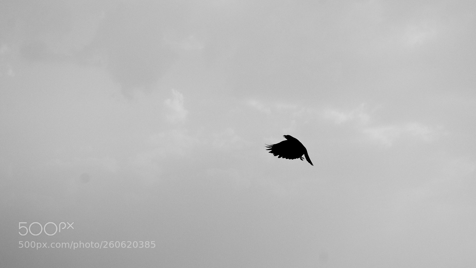 Nikon D3400 sample photo. Flying bird photography