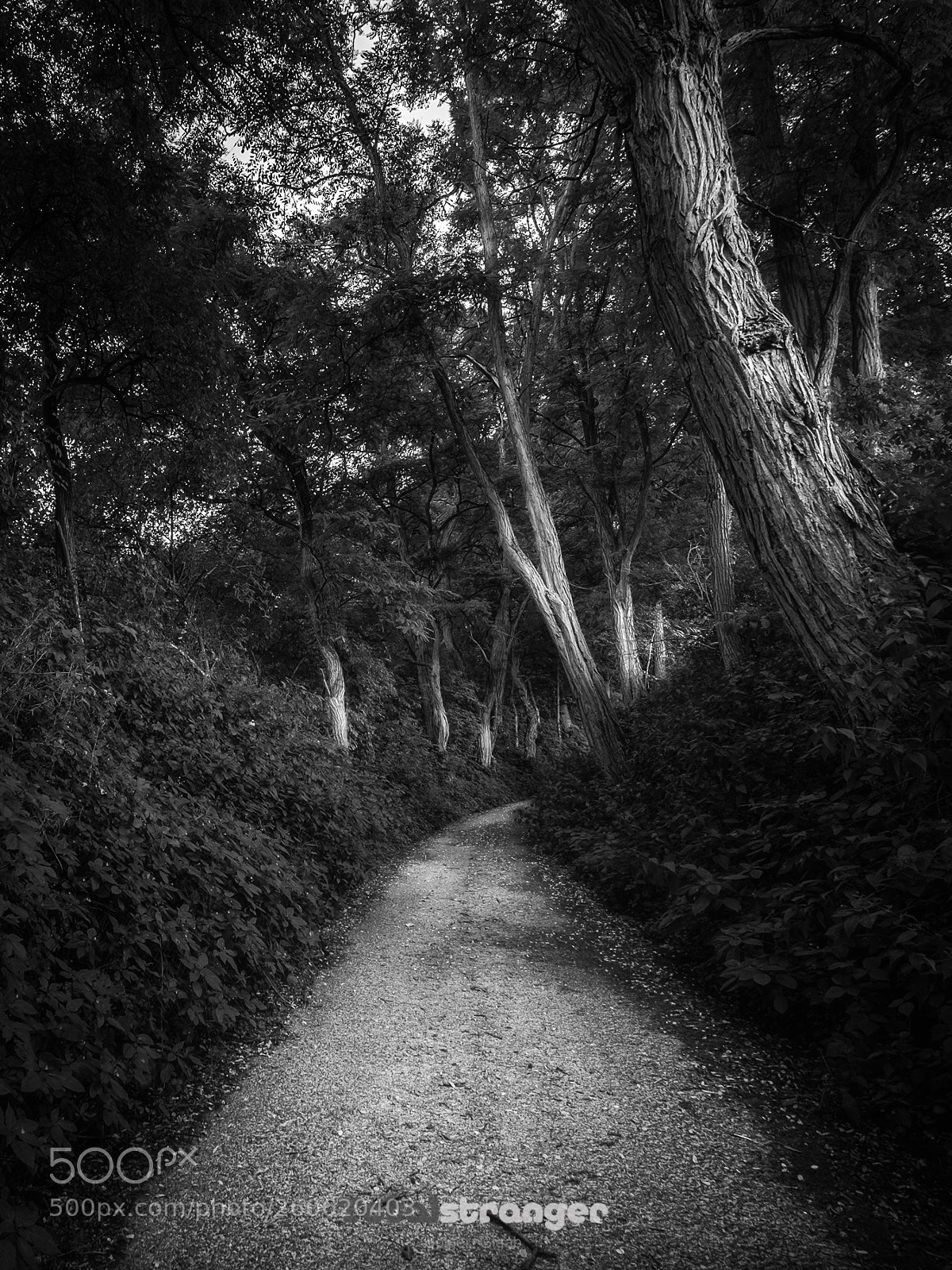Fujifilm X-T10 sample photo. Forest peace photography