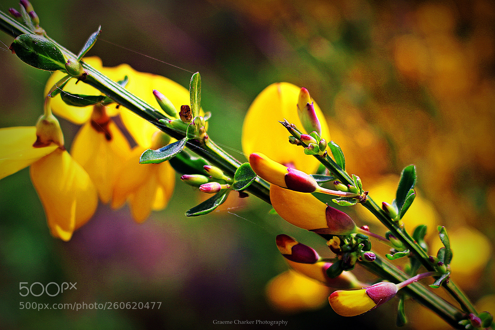 Canon EOS 100D (EOS Rebel SL1 / EOS Kiss X7) sample photo. Vibrant summer buds photography