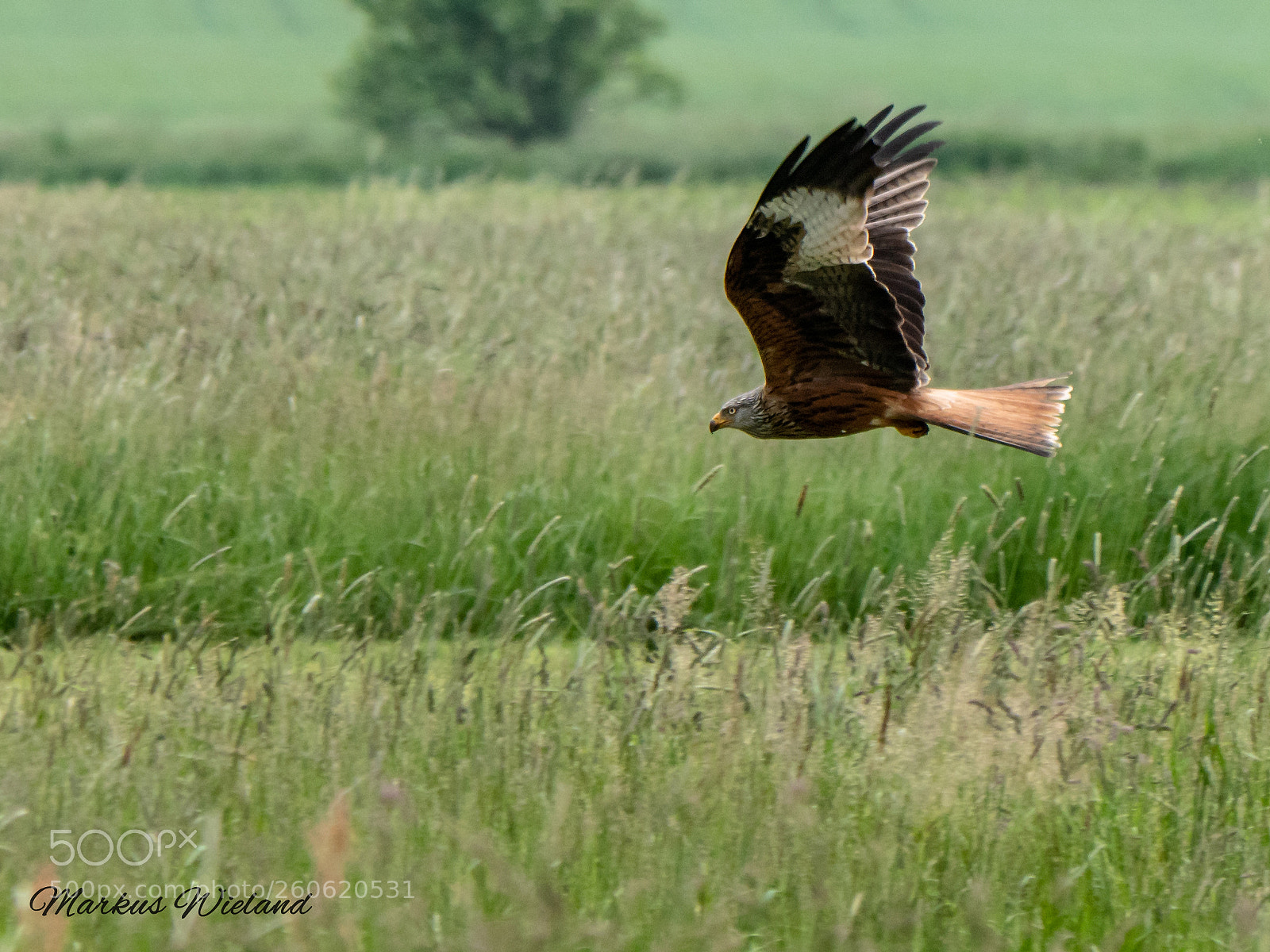 Panasonic Lumix DC-G9 sample photo. Rotmilan bei der jagt photography