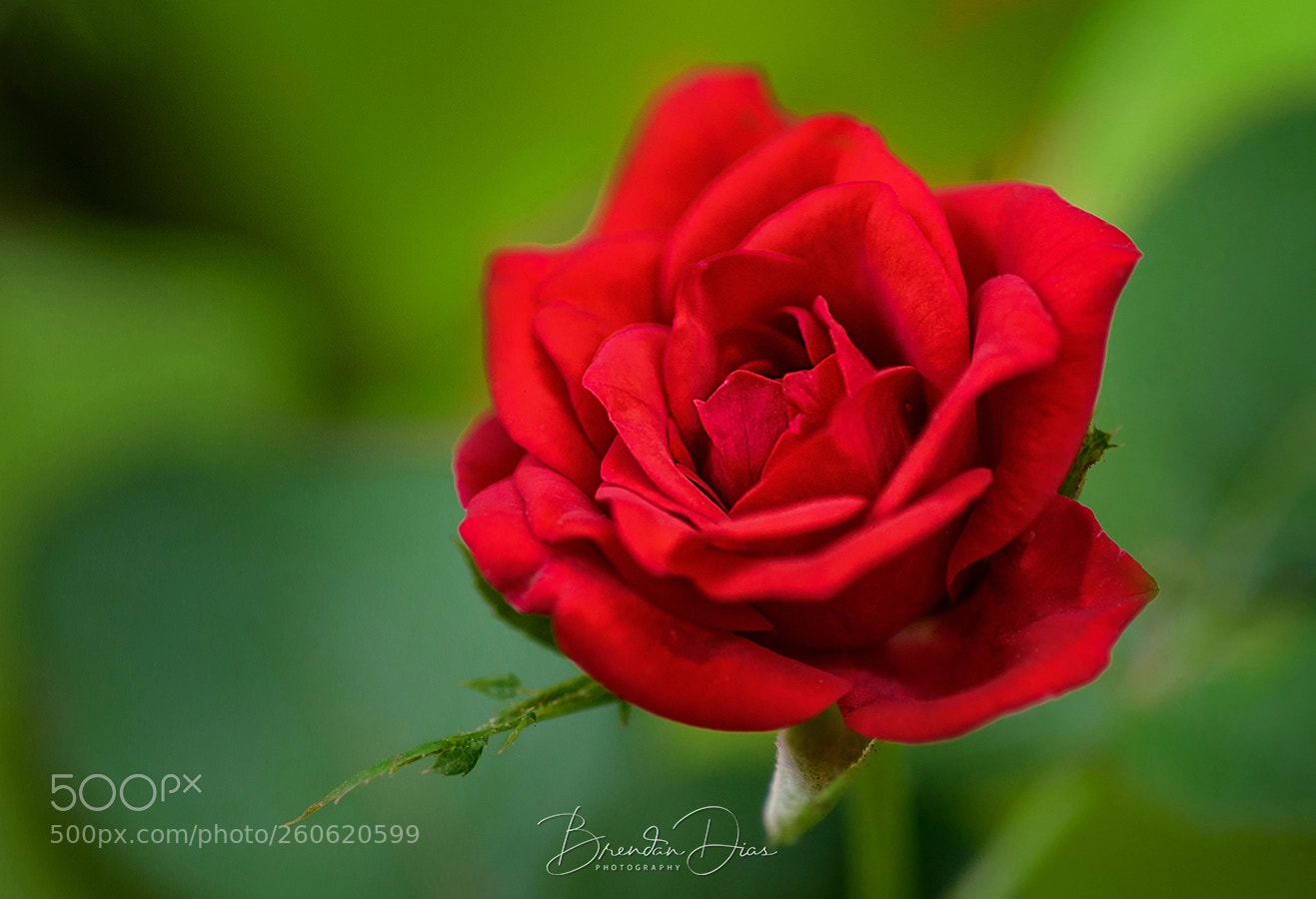 Nikon D800 sample photo. Rose photography
