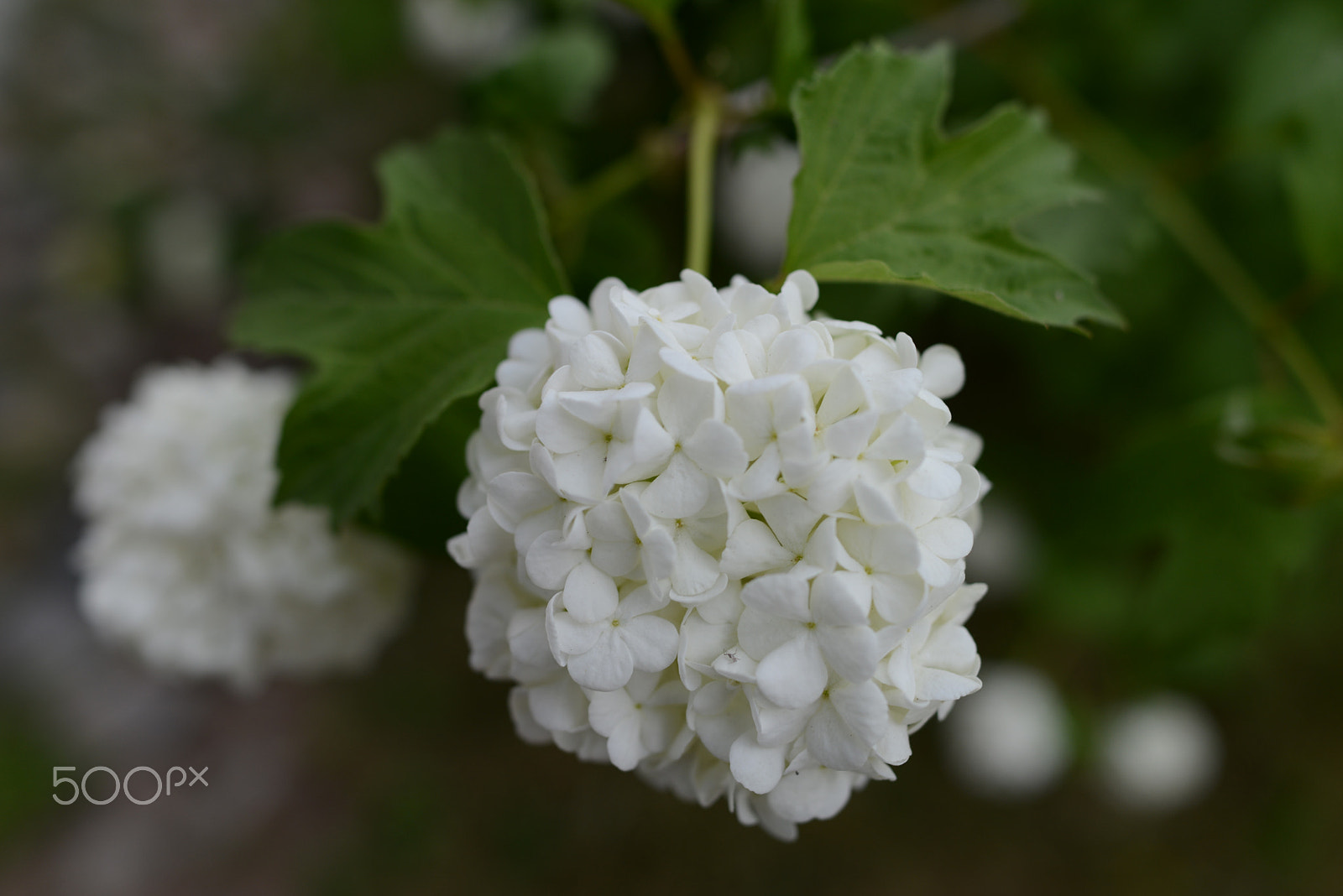 Nikon D800 sample photo. Snowball viburnum (hydrangea arborenscens) photography