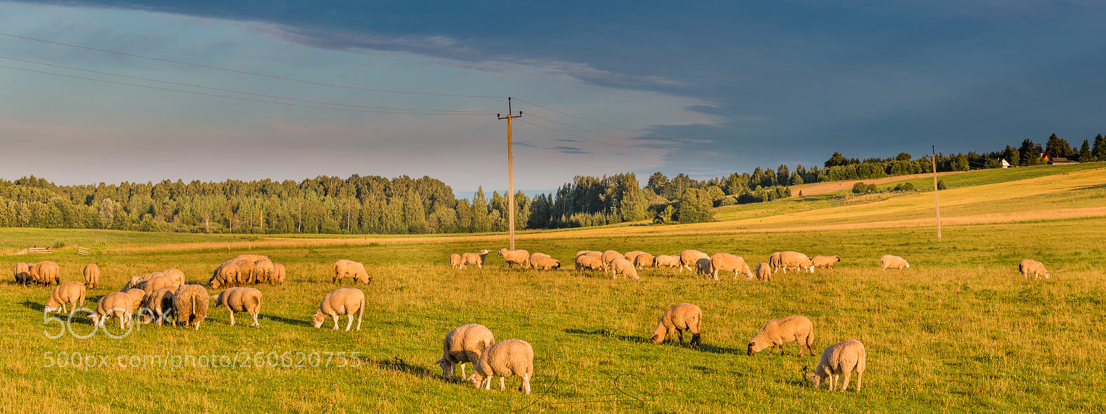 Canon EOS 70D sample photo. Sheeps in sunset photography