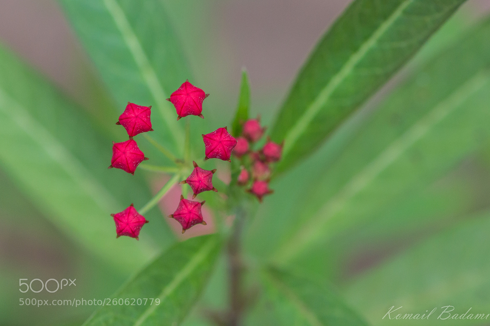 Canon EOS 60D sample photo. Star flower photography