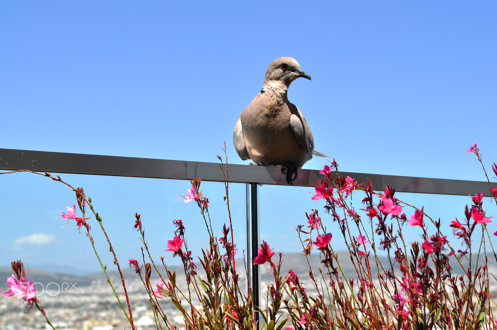 Nikon D5000 sample photo. Staring photography