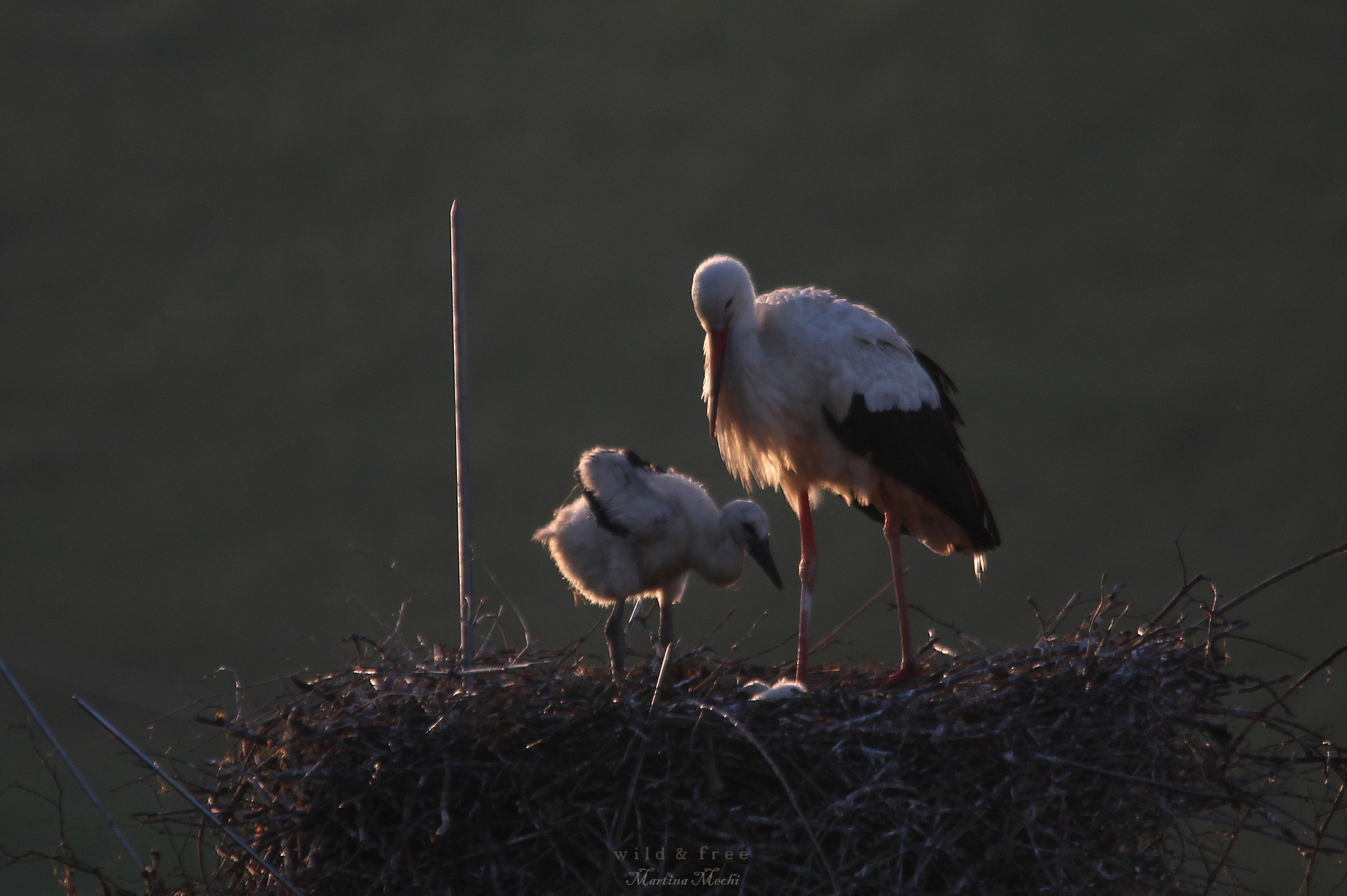 Sigma 150-500mm F5-6.3 DG OS HSM sample photo. * adebar babies ii * photography