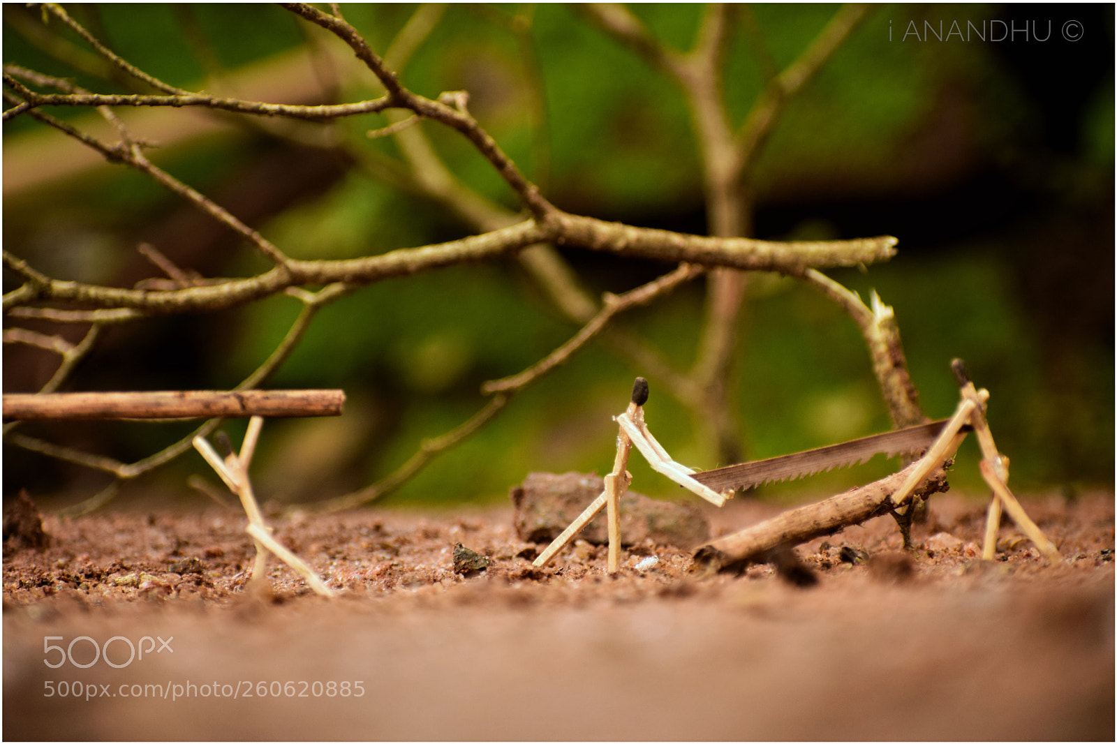 Nikon D5300 sample photo. Falling tree photography