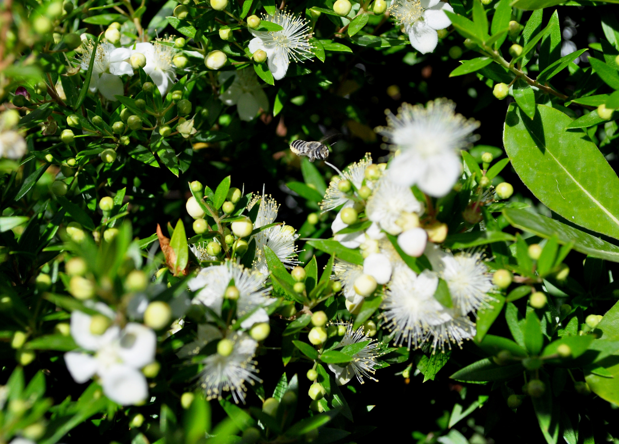 Nikon D5000 sample photo. Bee photography