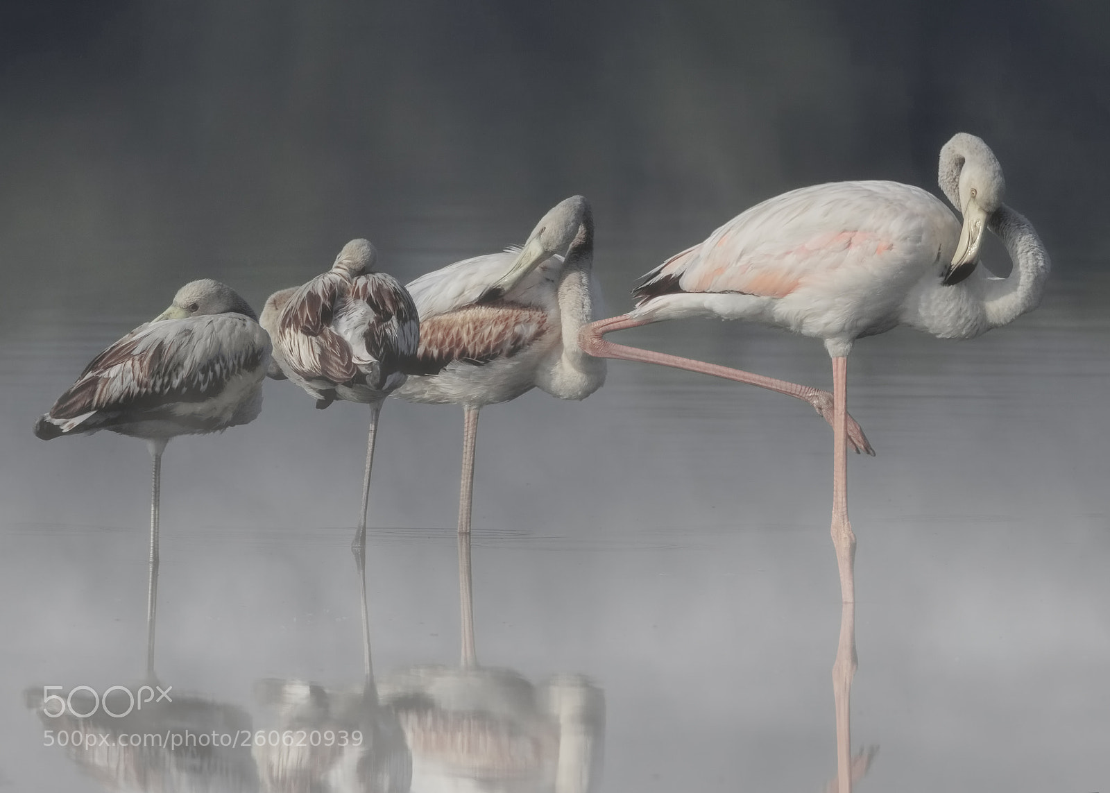 Canon EOS 7D Mark II sample photo. Greater flamingos photography