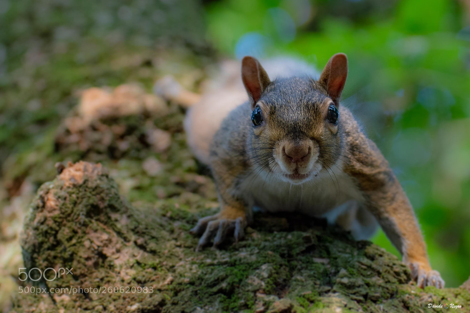 Nikon D7100 sample photo. Squirrel photography