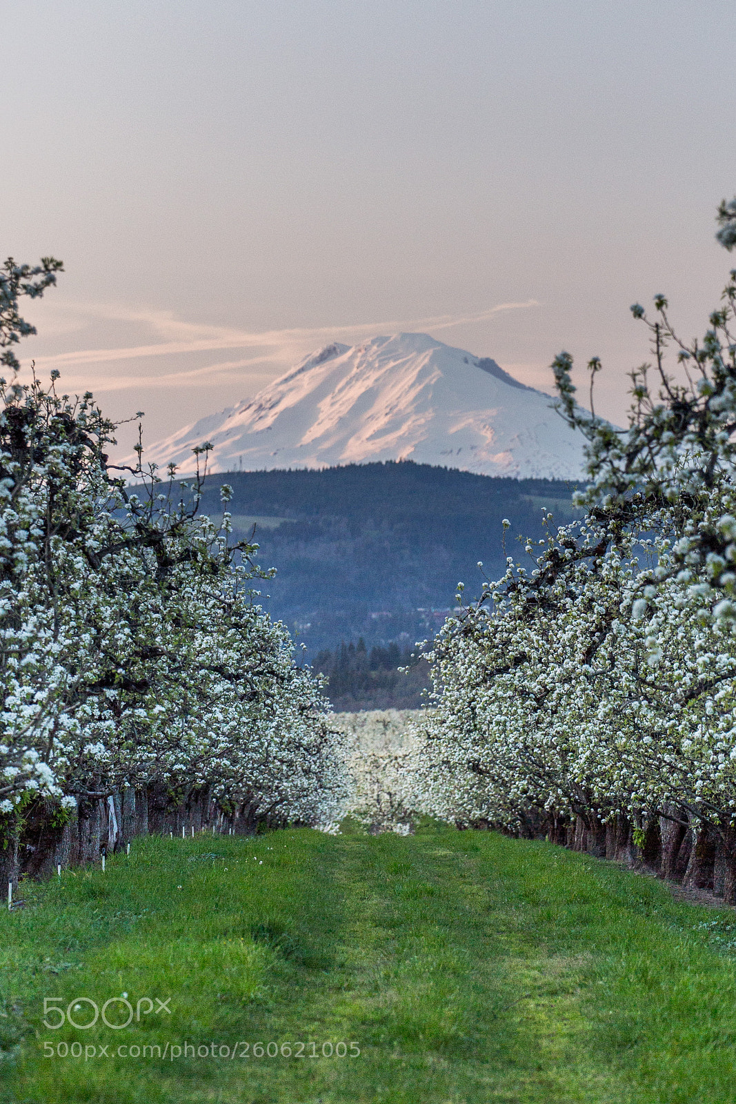 Canon EOS 6D sample photo. Mount adams from hood photography