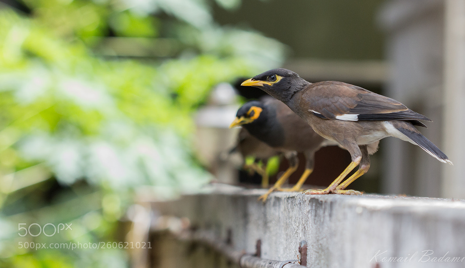 Canon EOS 60D sample photo. Myna photography