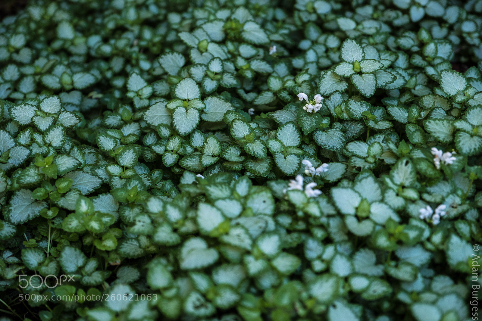Fujifilm X-T2 sample photo. Green carpet photography