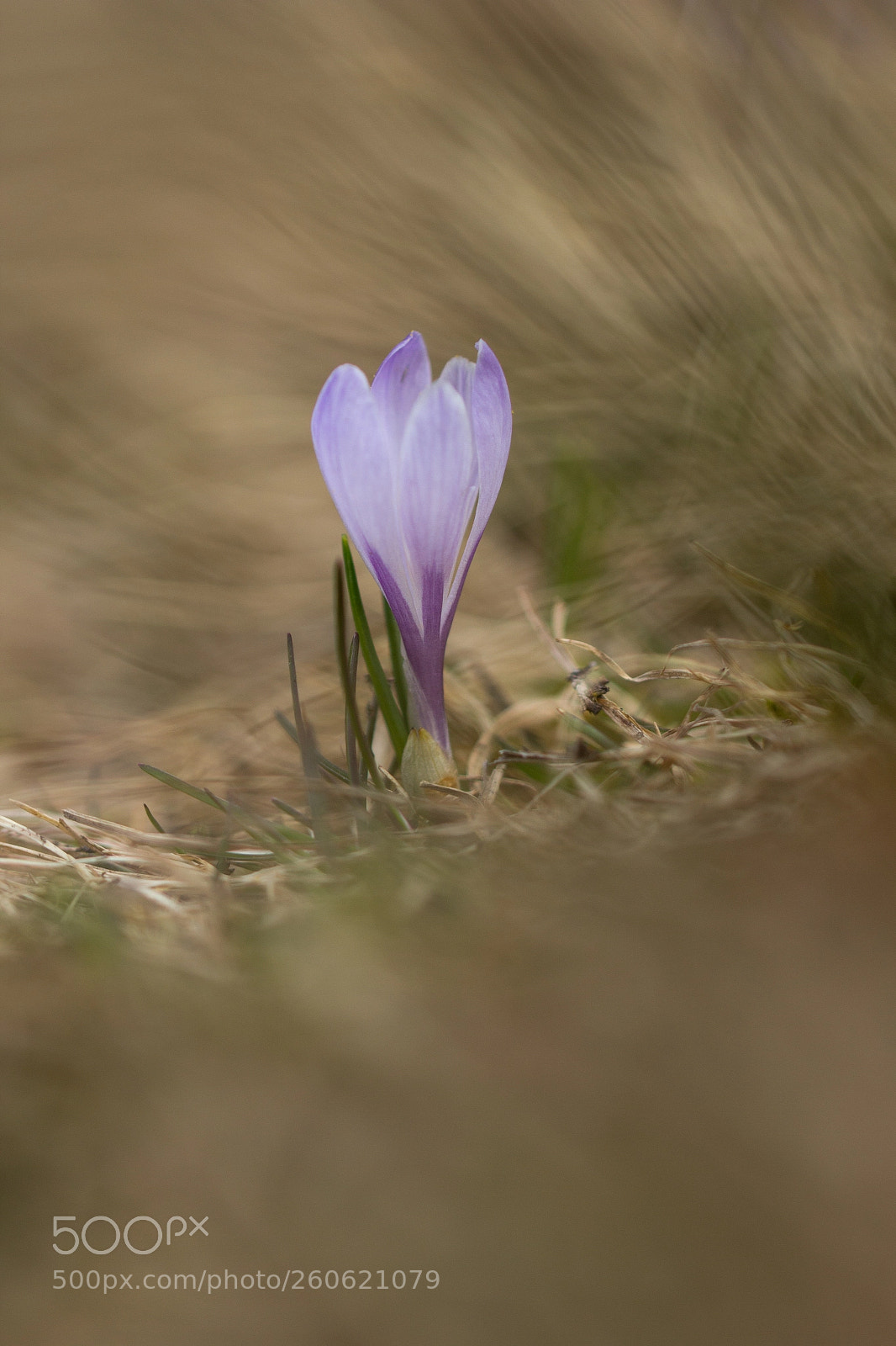 Canon EOS 60D sample photo. Untitled photography