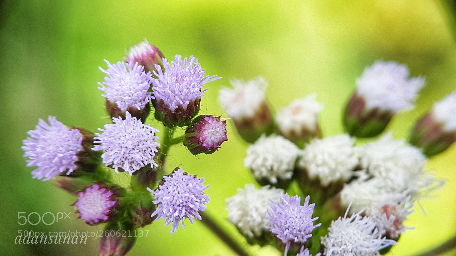 Samsung Galaxy Note4 sample photo. Cecengekkan photography