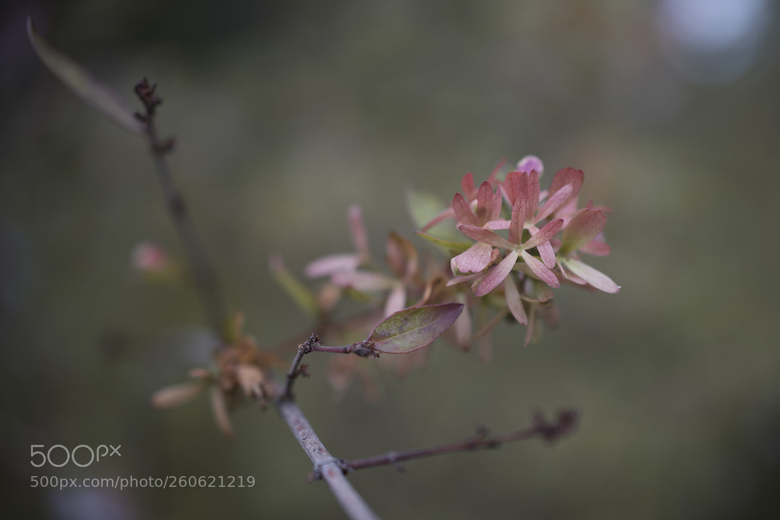 Nikon D750 sample photo. Autumn photography