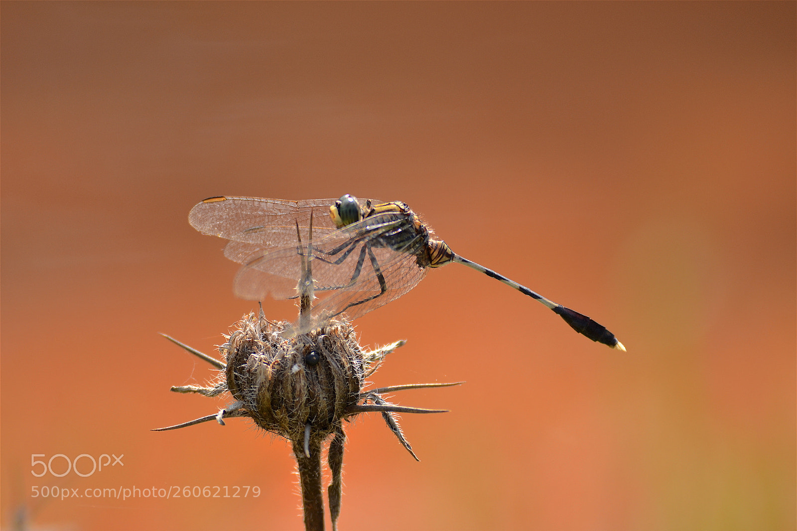 Nikon D3100 sample photo. Dragonfly photography
