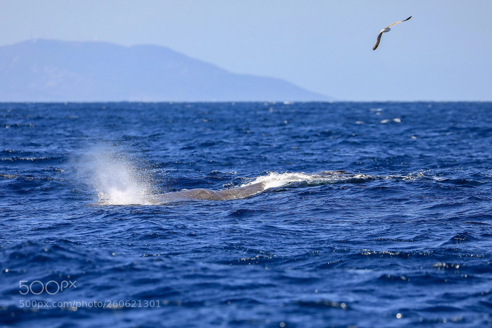 Canon EOS 5D Mark IV sample photo. Sperm whale male. photography