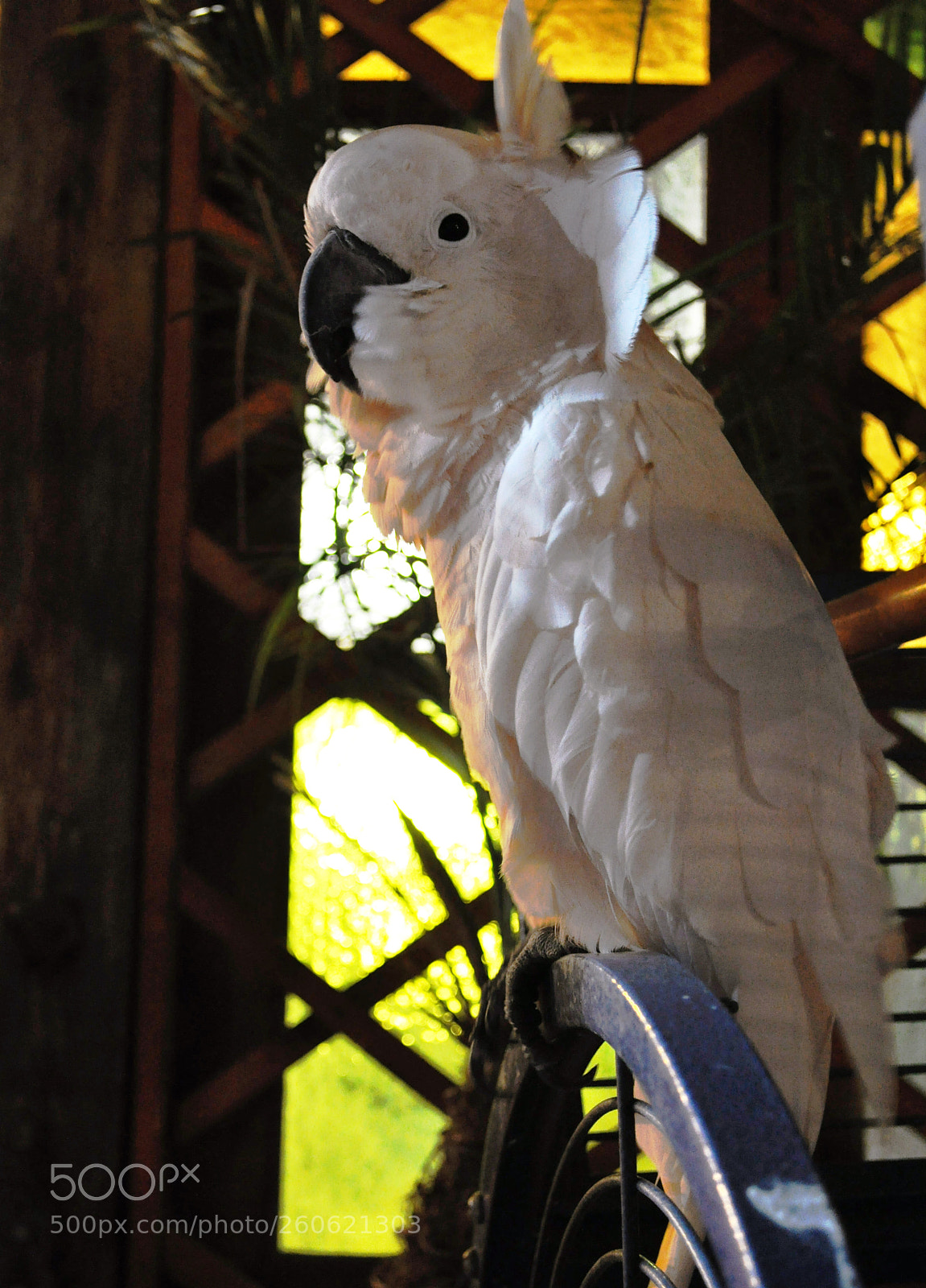 Nikon D5000 sample photo. White parrot photography
