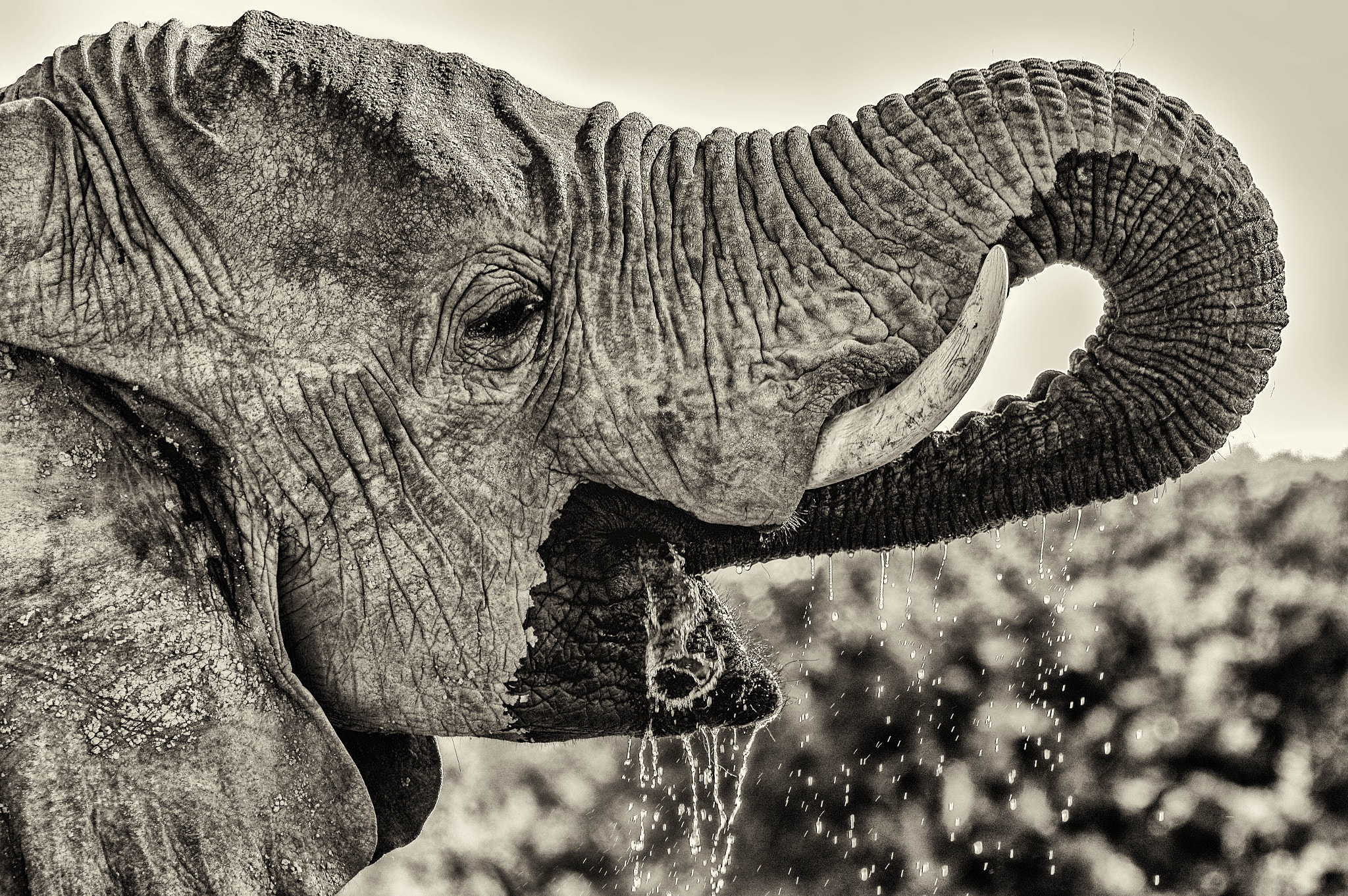 Pentax K-3 II sample photo. Drinking elephant photography