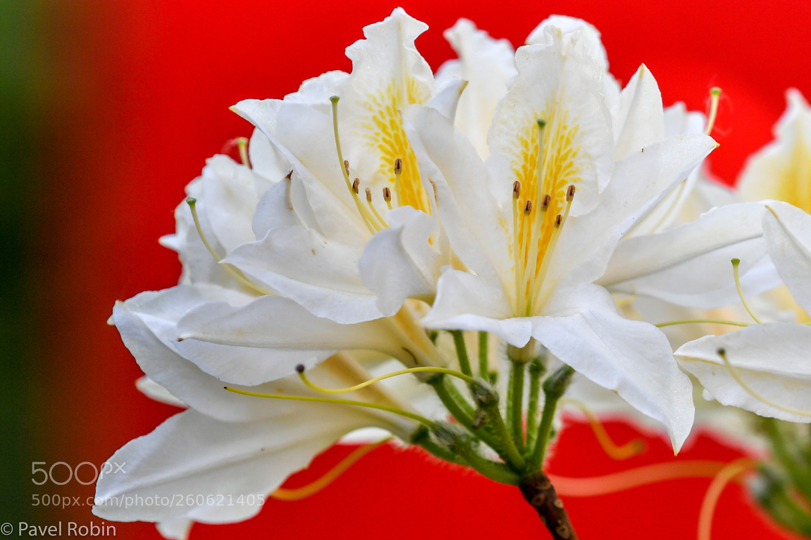 Nikon D5 sample photo. Rhododendron photography