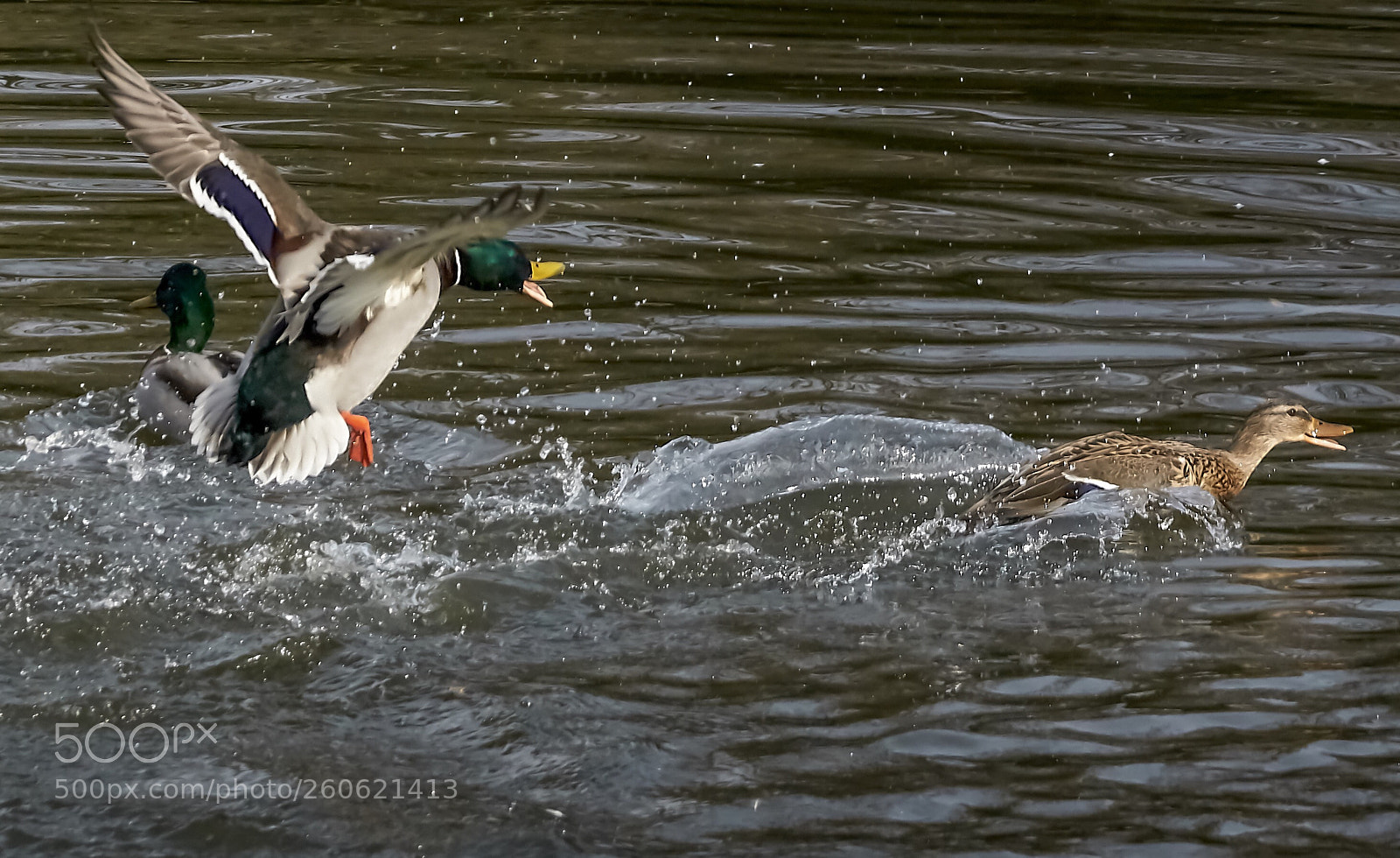 Sony a6500 sample photo. Ducks / enten photography