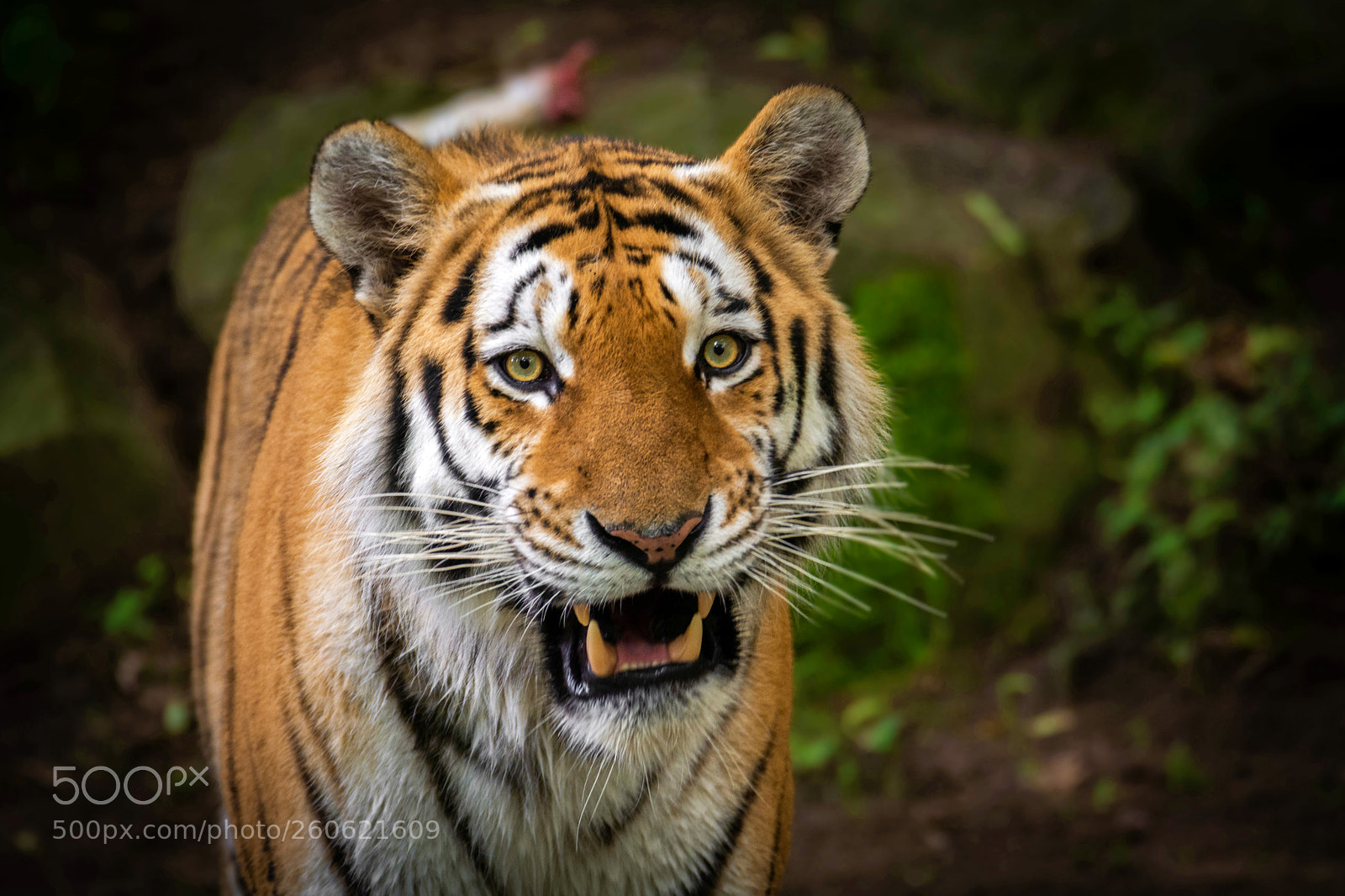 Nikon D7100 sample photo. Sibirscher tiger samur photography