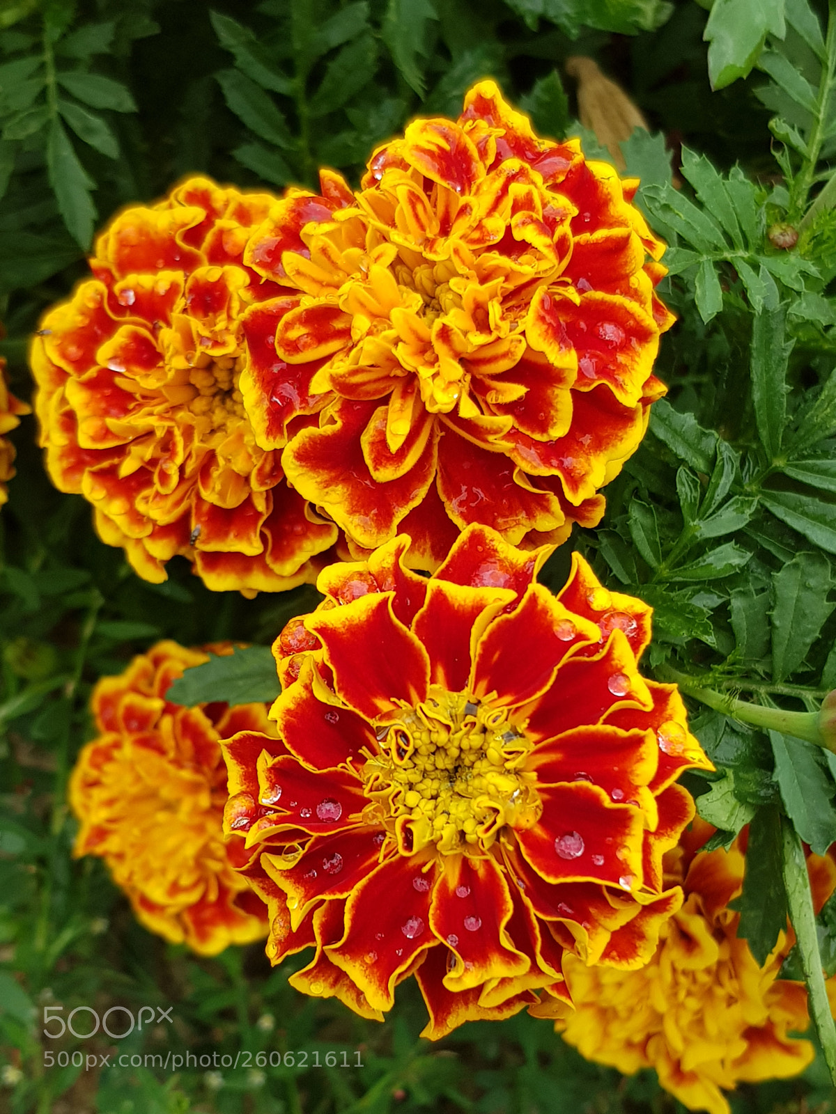 Samsung Galaxy S8 sample photo. Untitled photography