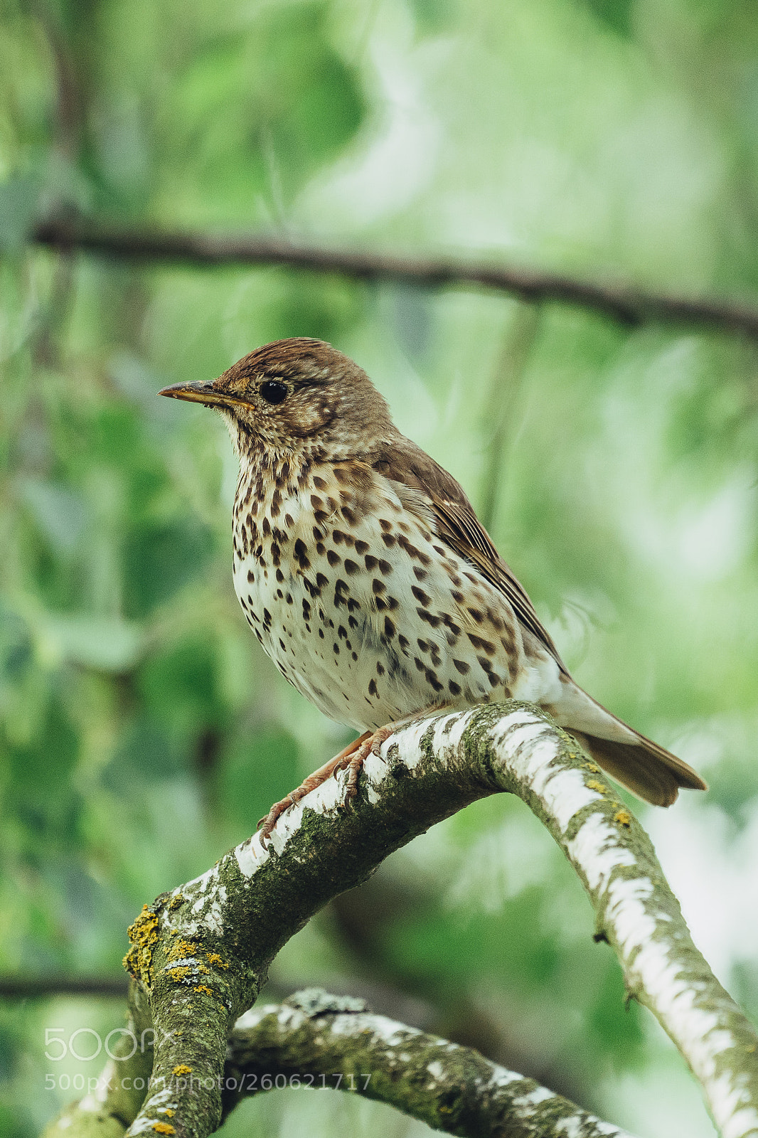 Sony a7 III sample photo. Throstle bird photography