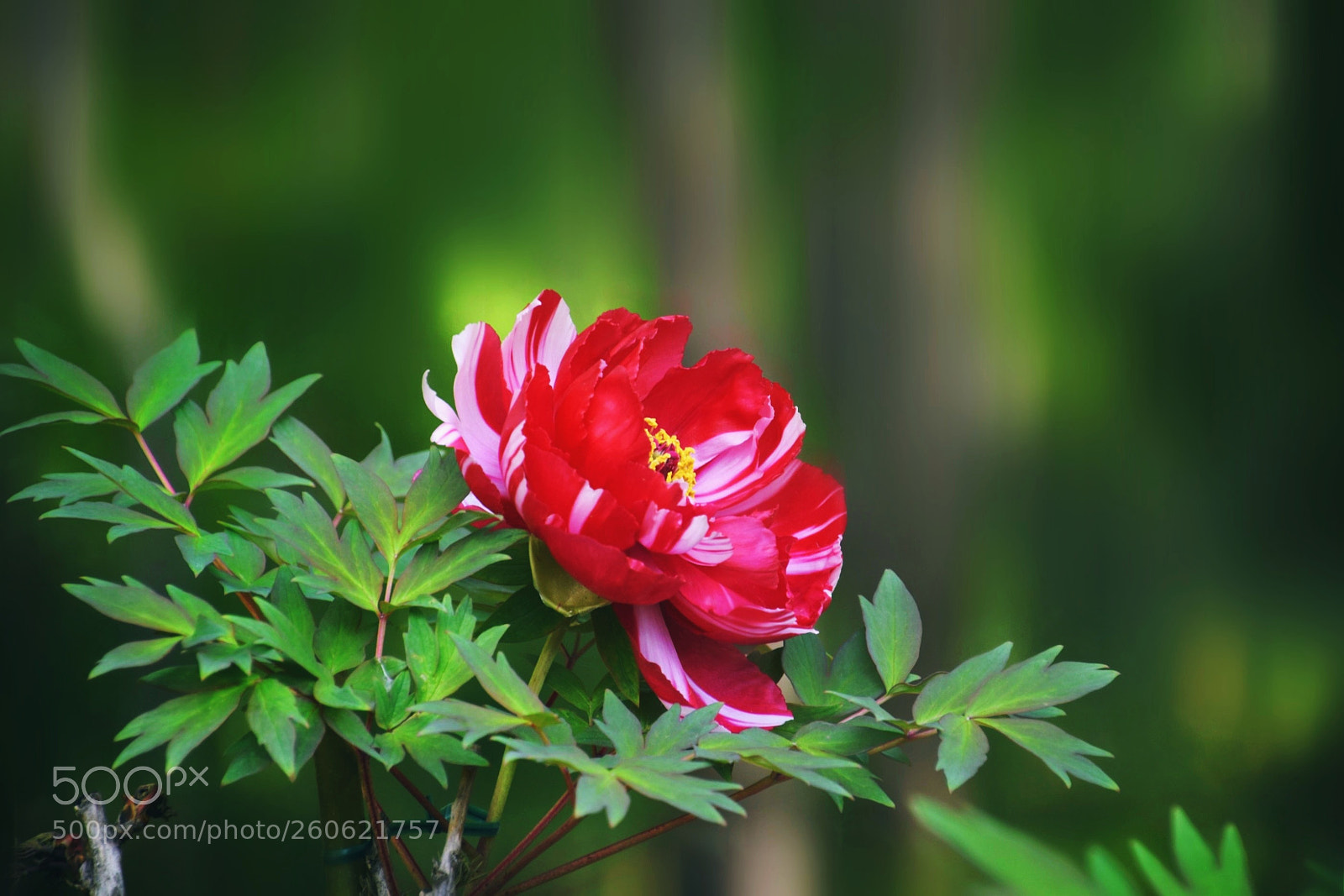 Nikon D3300 sample photo. Untitled photography