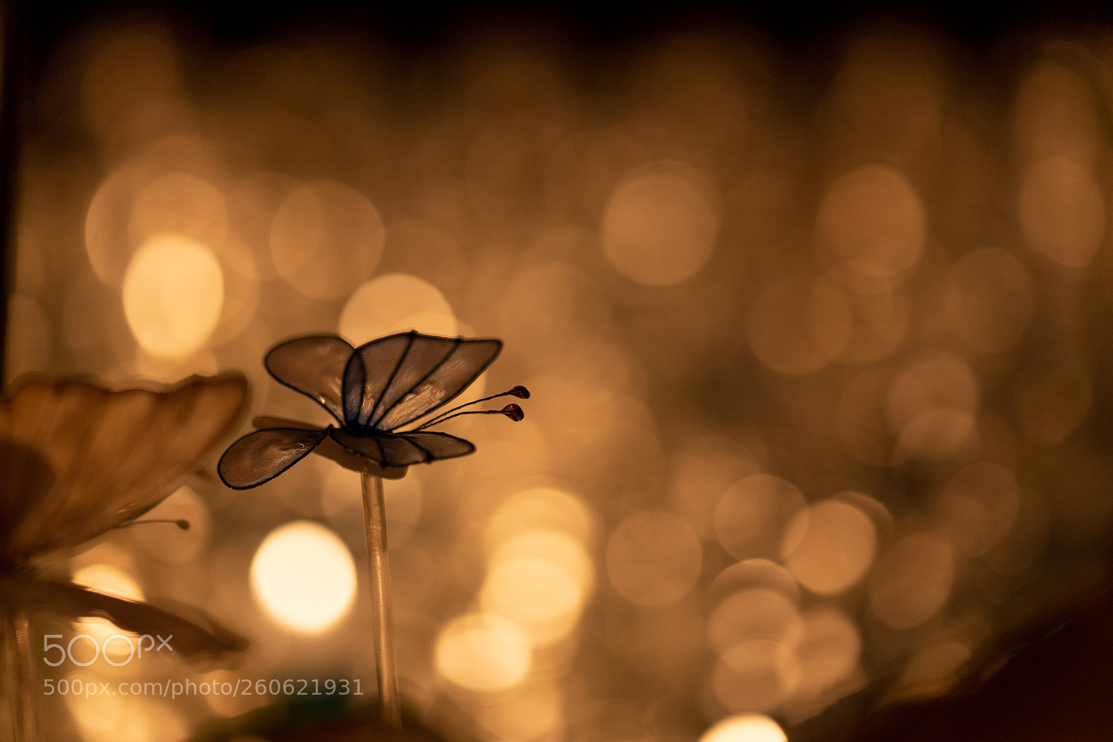 Canon EOS 6D sample photo. Butterfly photography