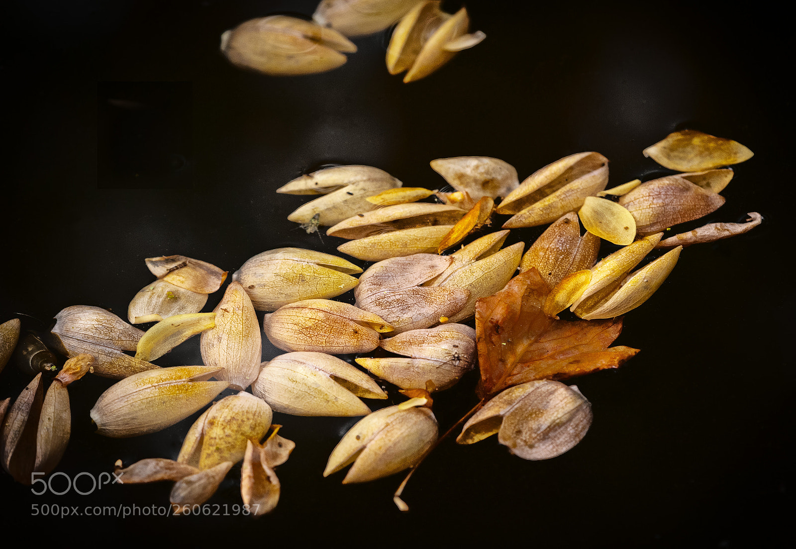 Nikon D700 sample photo. Tulip tree petals photography
