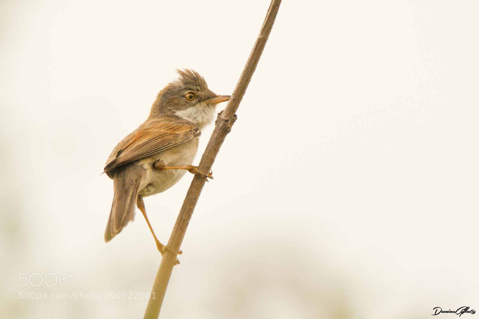 Canon EOS 7D sample photo. Common whitethroat photography