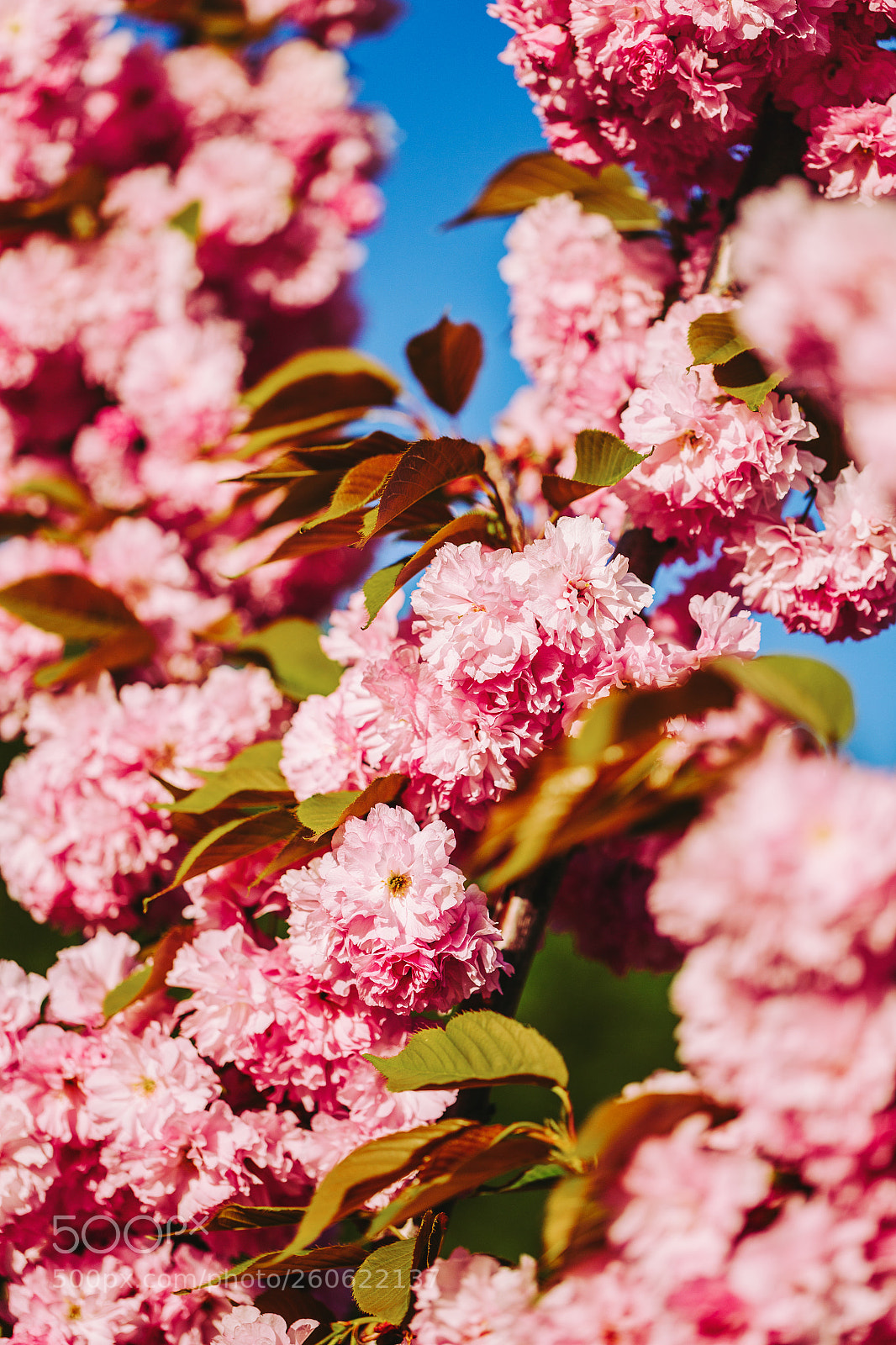 Canon EOS 6D sample photo. Blooming garden photography