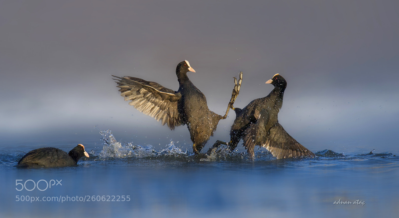 Nikon D5 sample photo. Sakarmeke - eurasian coot photography