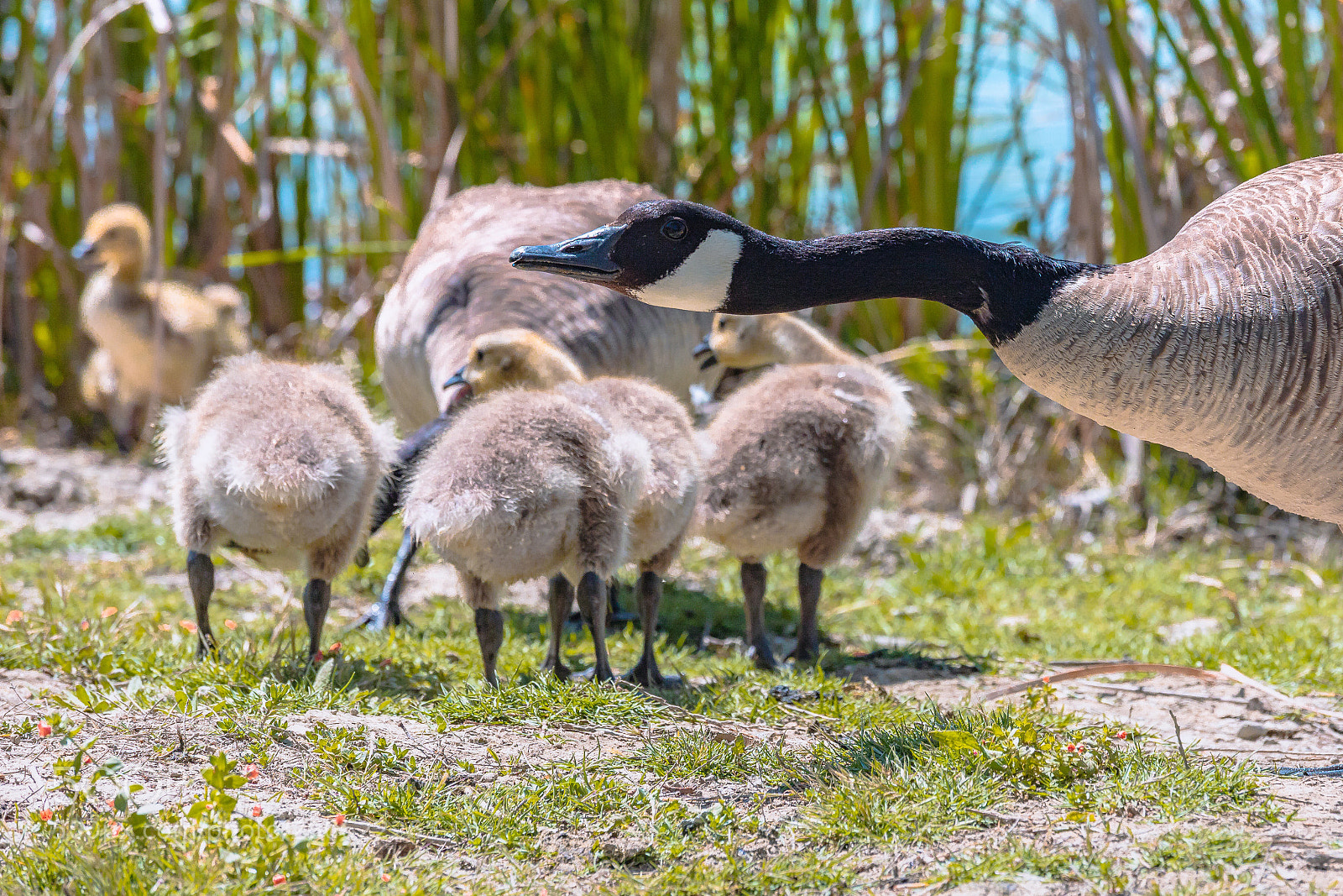 Canon EOS 5D Mark IV sample photo. Papa goose  photography