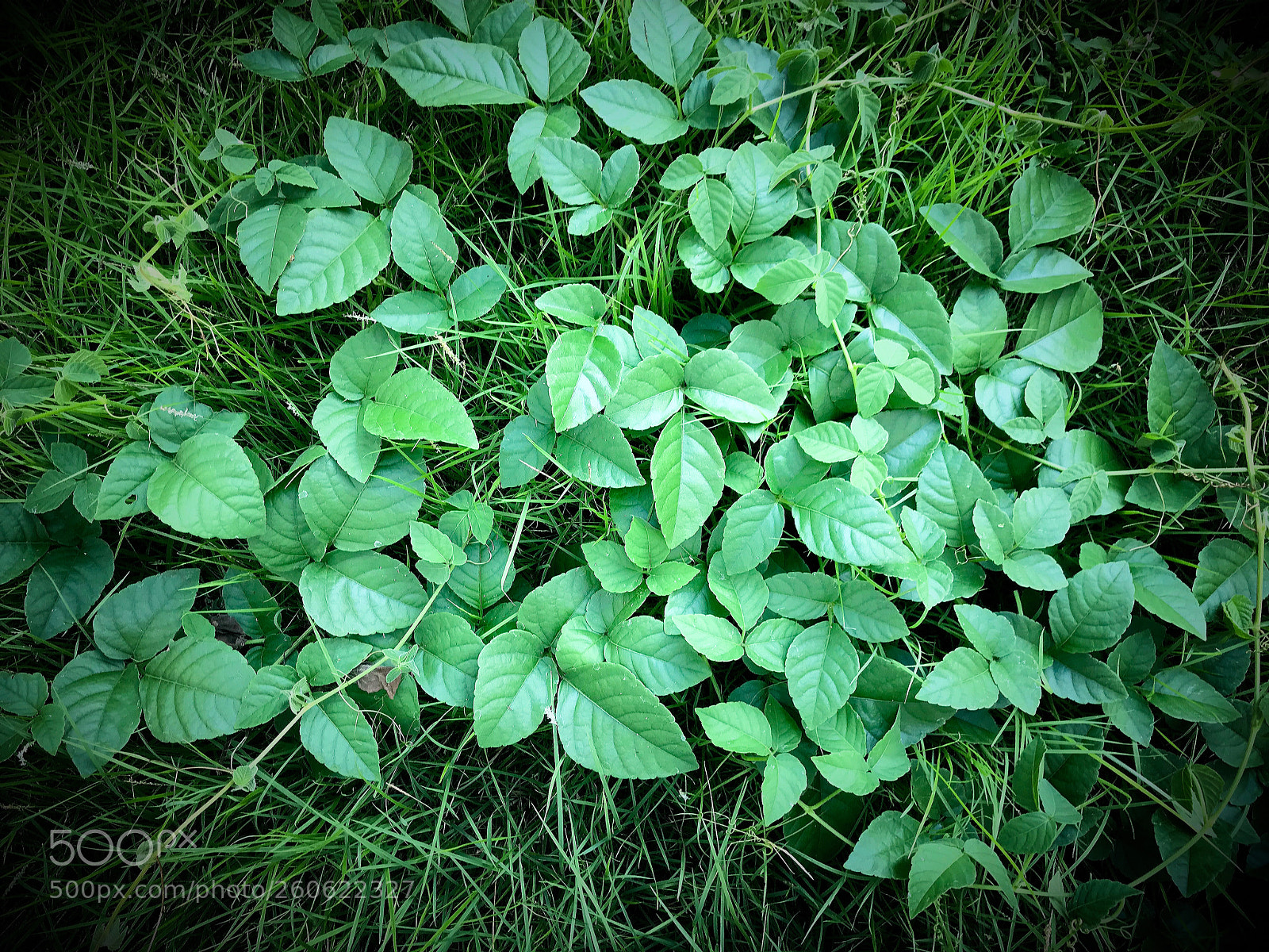 Apple iPhone 7 sample photo. Beauty in nature 8 photography