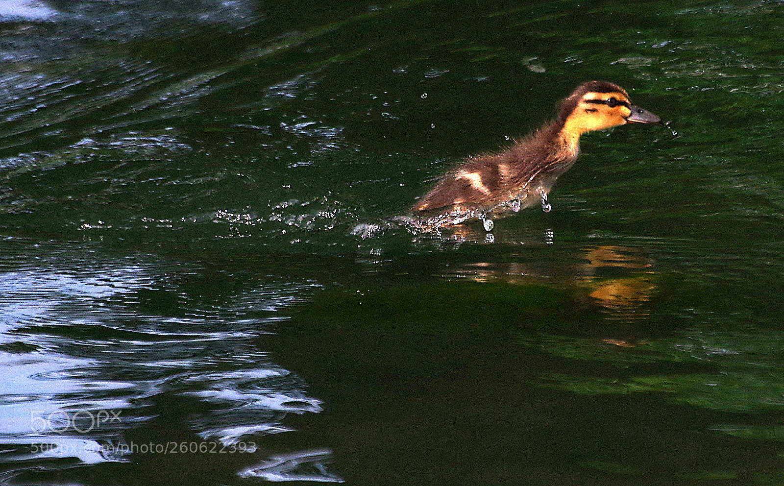 Pentax K-3 sample photo. Turbo duckling photography