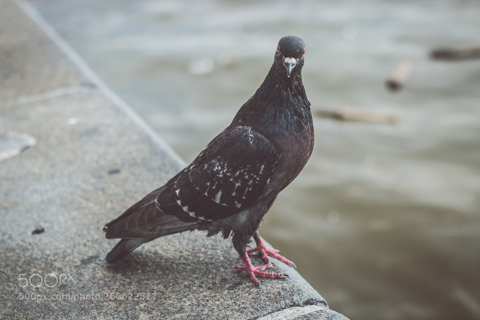 Canon EOS 77D (EOS 9000D / EOS 770D) sample photo. Authority photography