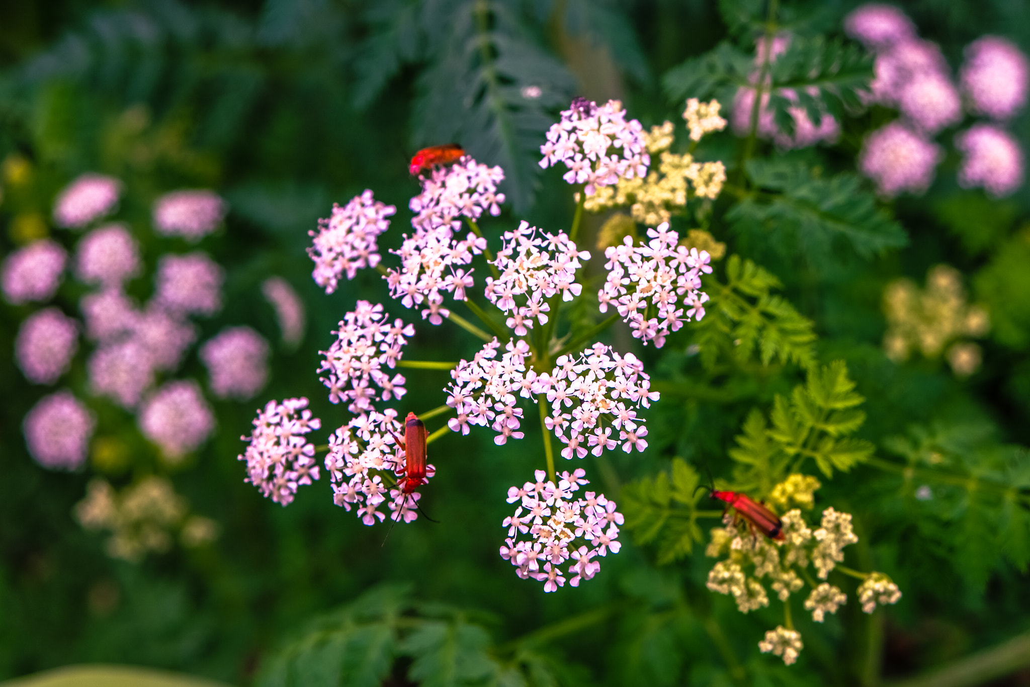 Samsung NX500 sample photo. Three red soldiers beetles photography