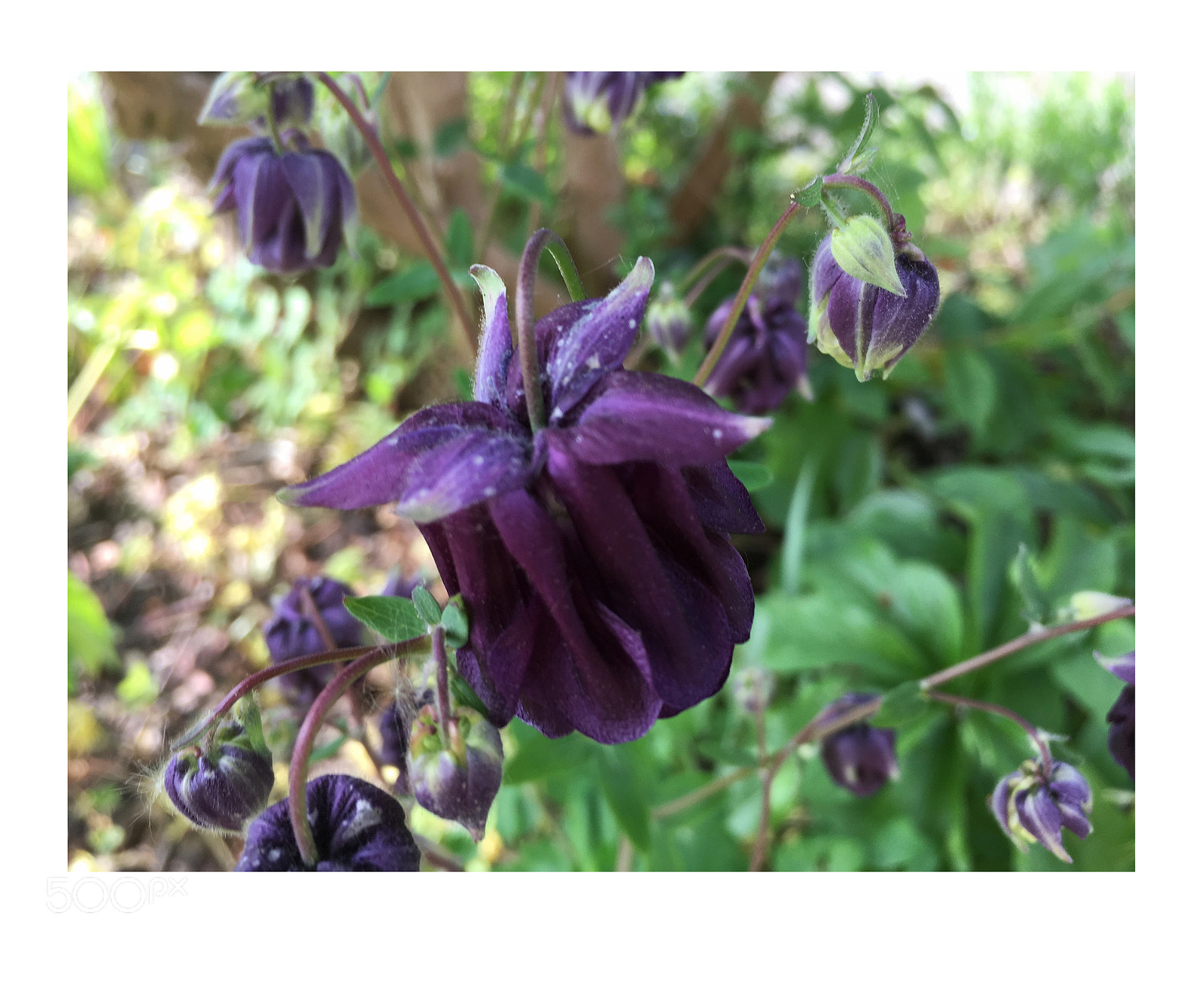 Apple iPhone SE sample photo. Purple columbine photography