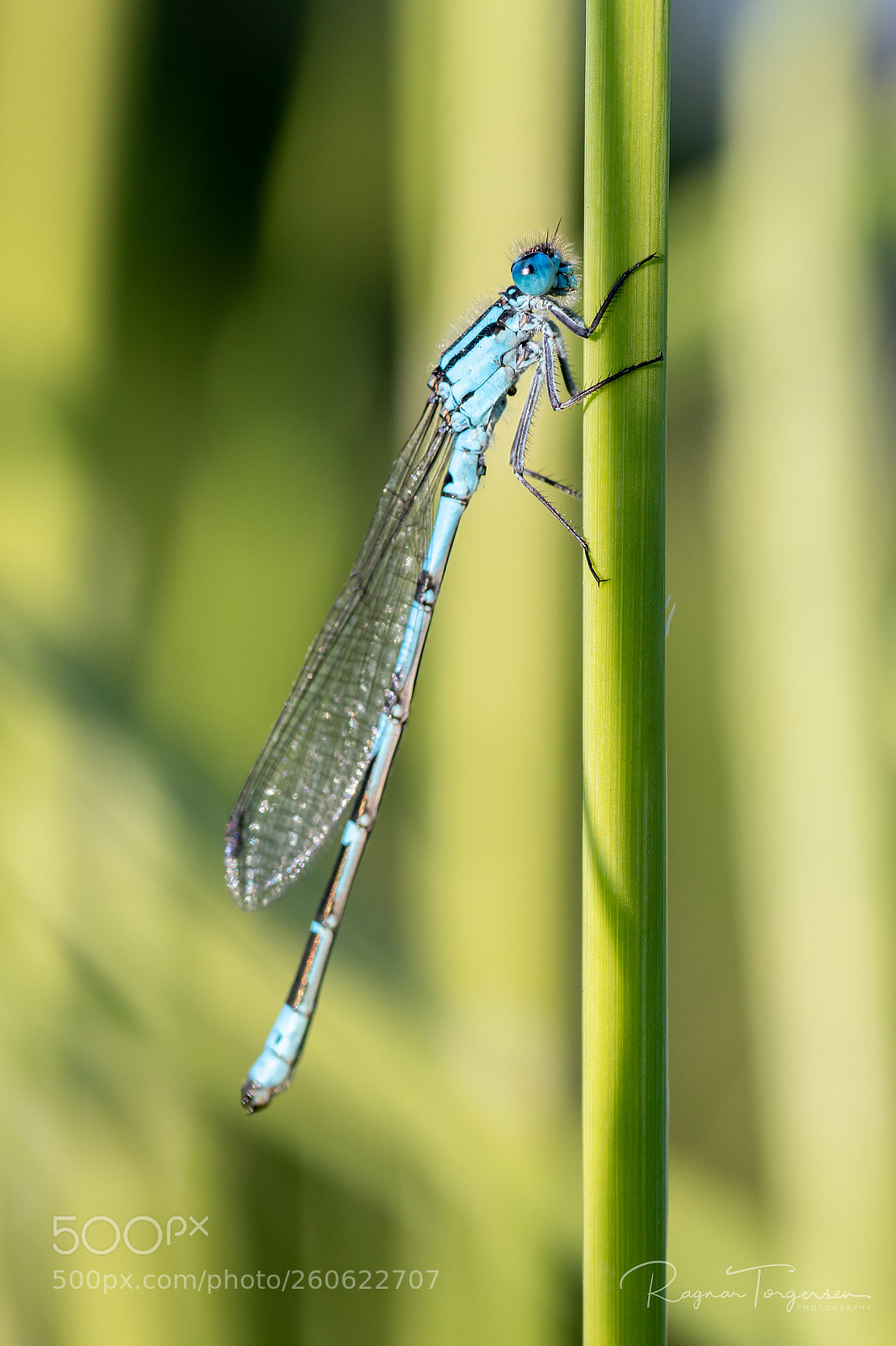 Nikon D500 sample photo. Damselfly photography