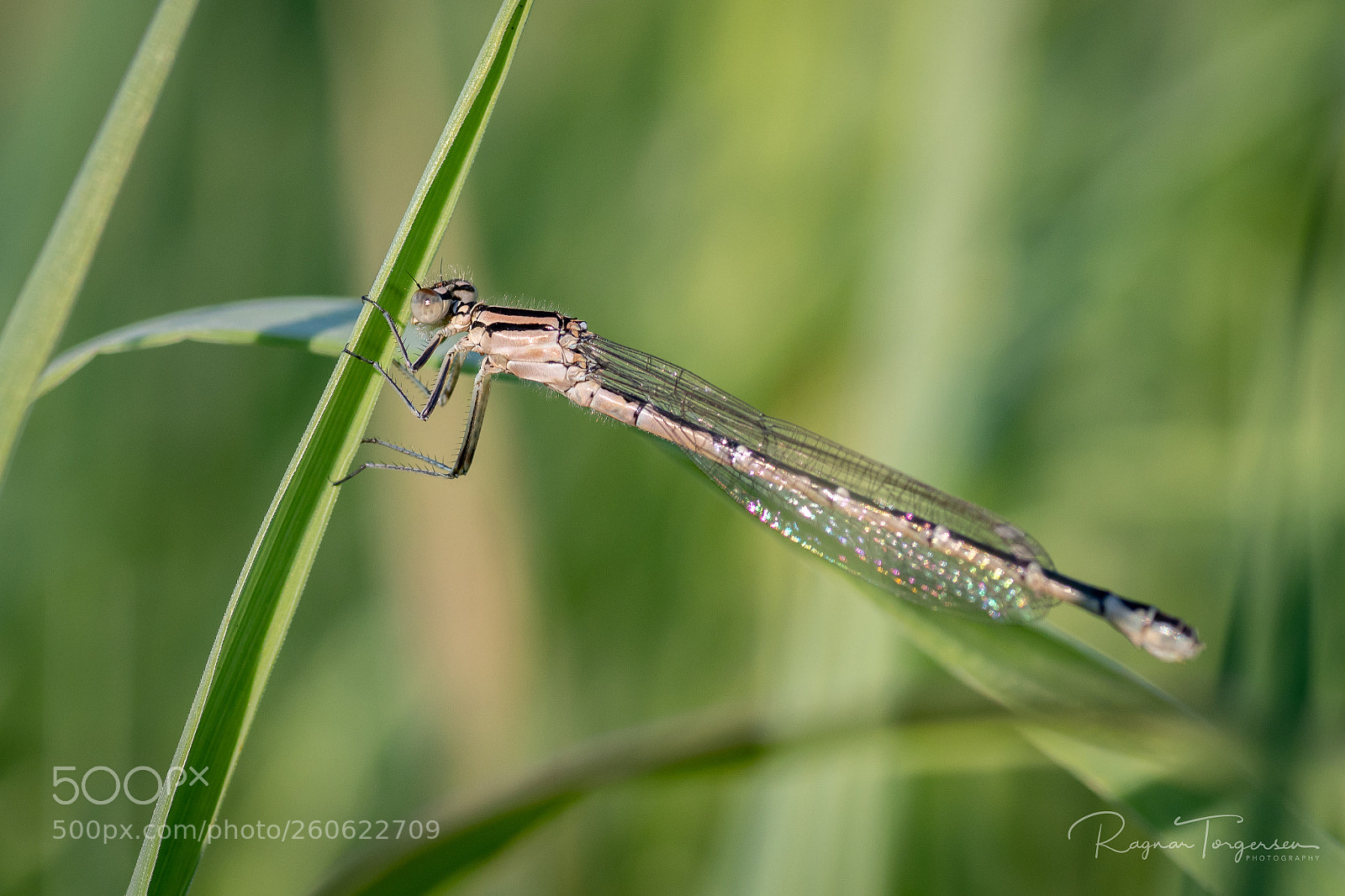Nikon D500 sample photo. Damselfly photography