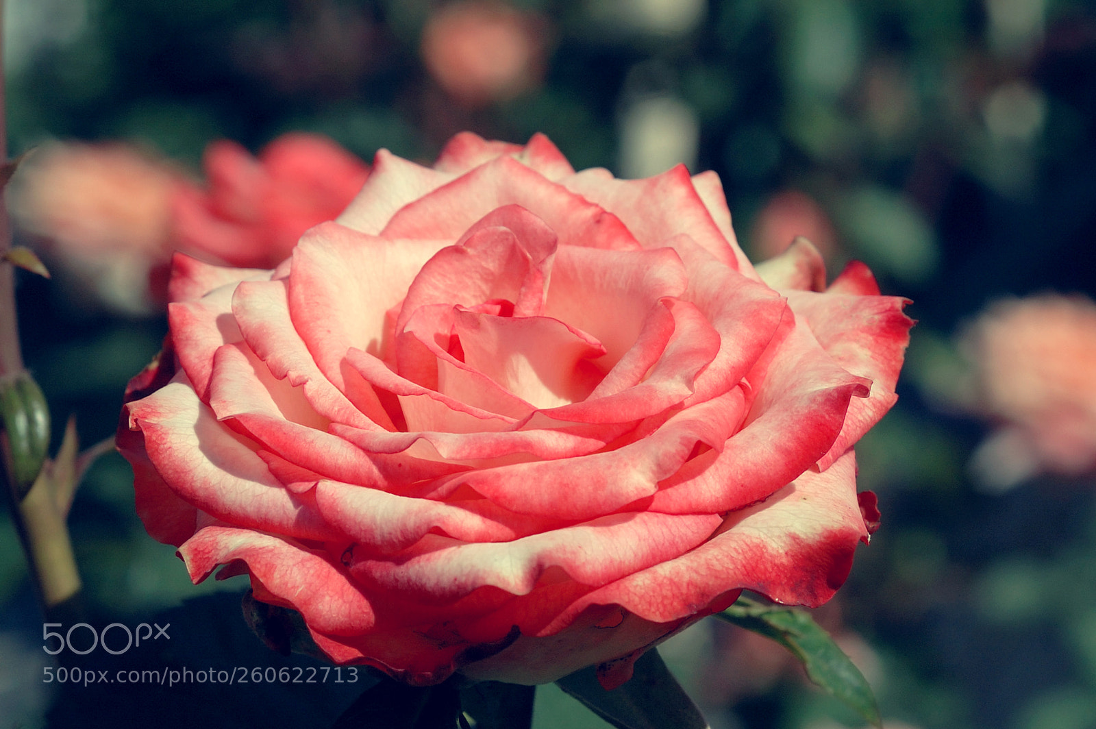 Nikon D70s sample photo. Rose photography